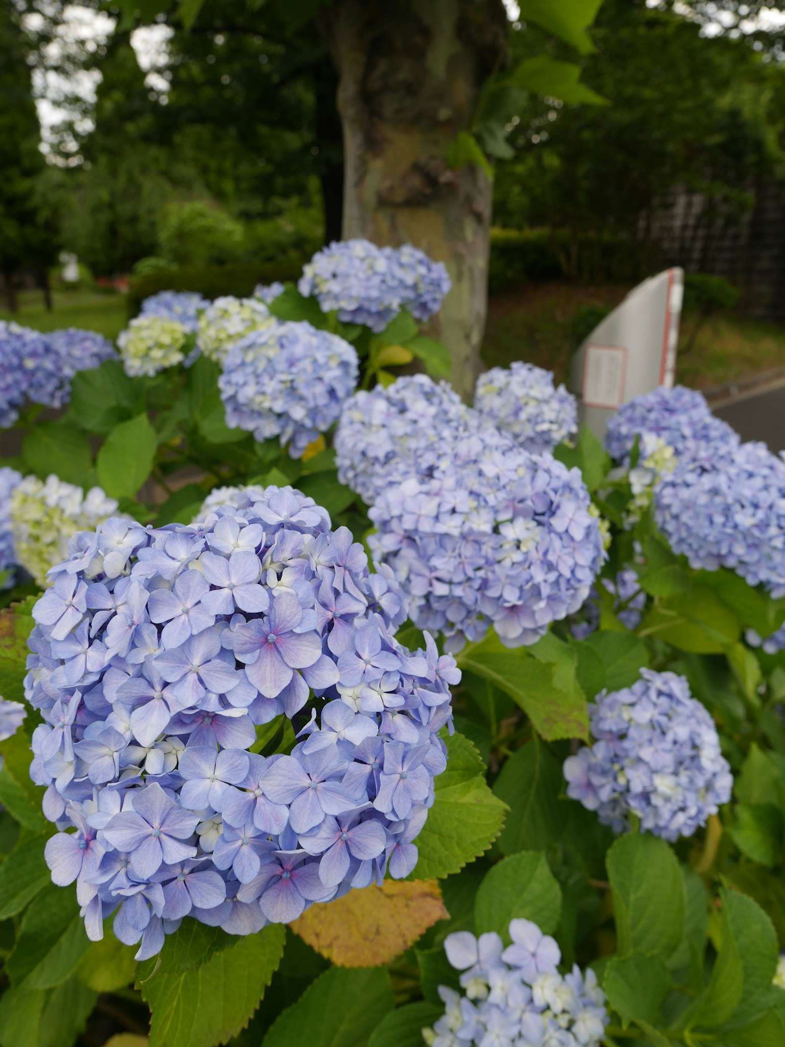 Büschel blauer Hortensienblüten, die in einem Garten blühen