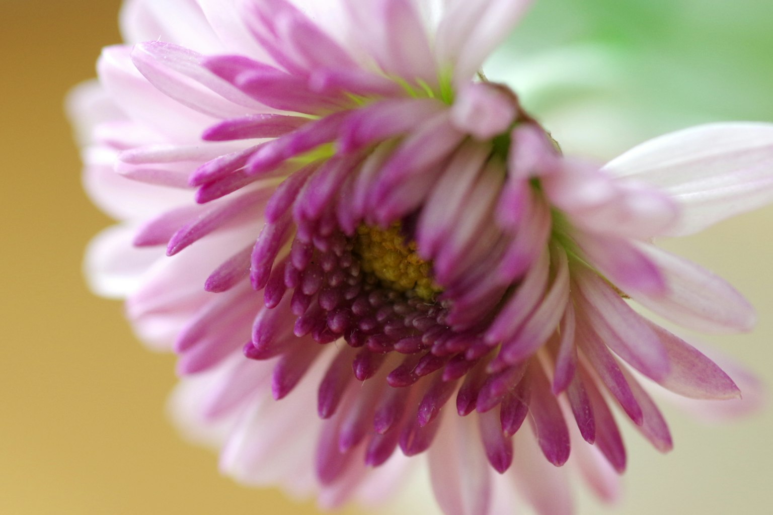 ภาพถ่ายระยะใกล้ของดอกไม้ที่มีกลีบสีม่วง