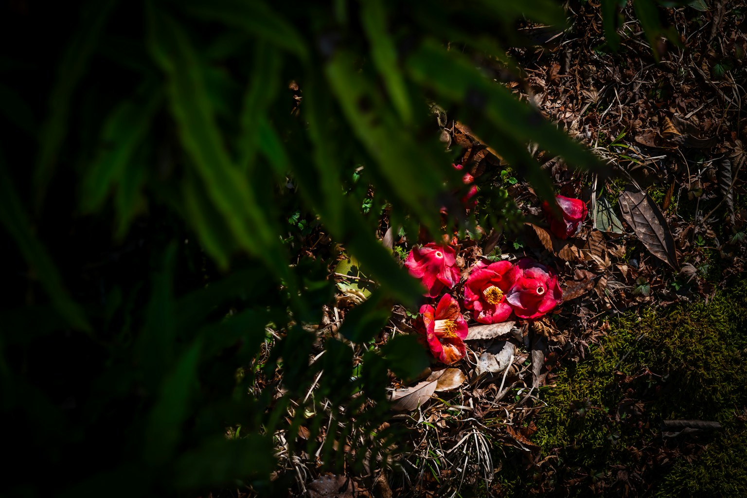 Fiori rossi parzialmente nascosti da foglie verdi e dettagli di terra