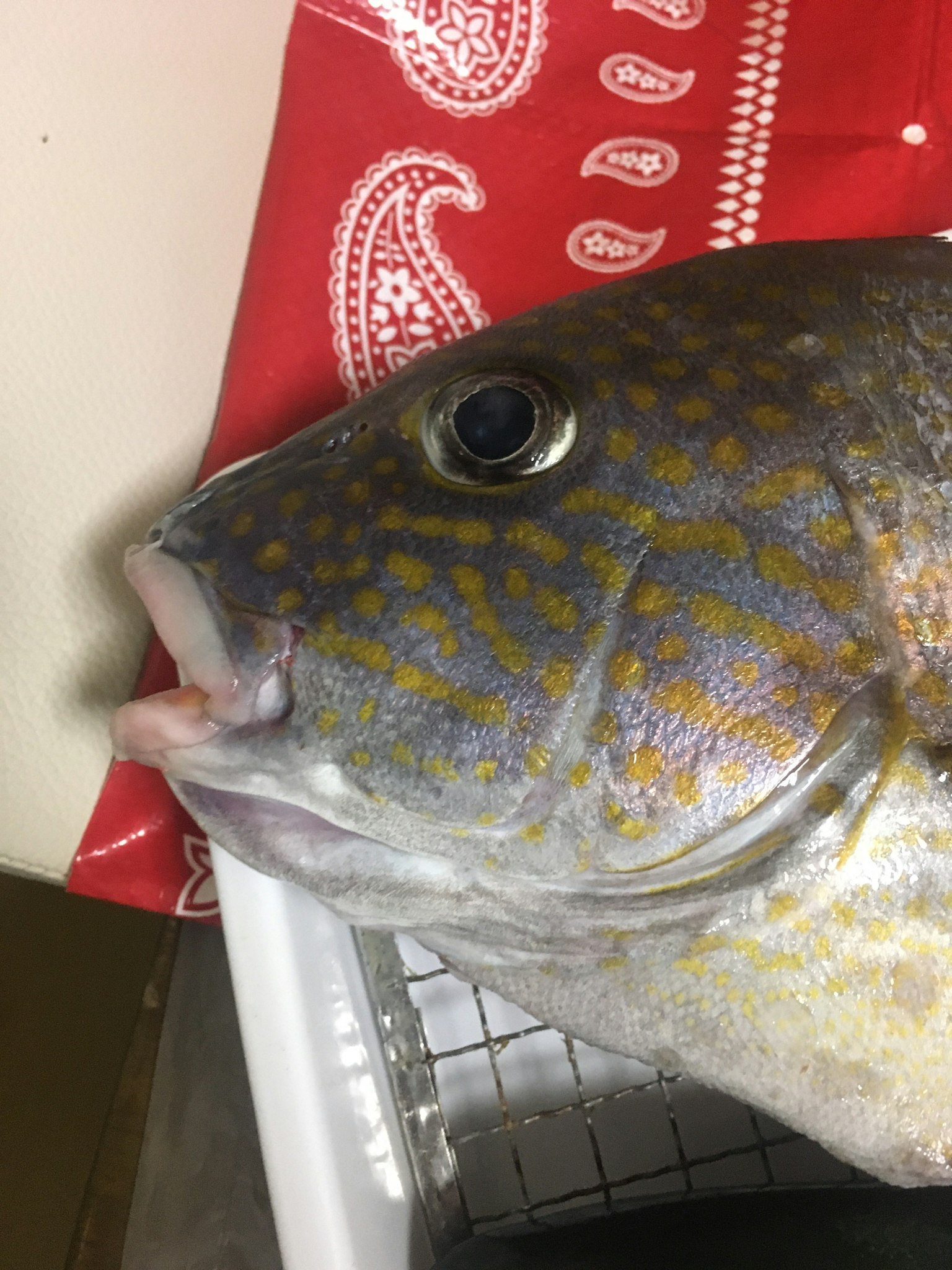 魚頭的特寫展示了其眼睛和獨特的圖案
