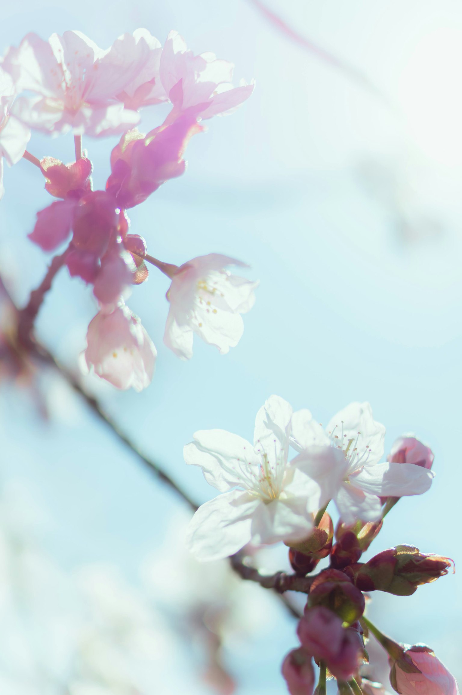 Close-up of cherry blossoms against a blue sky