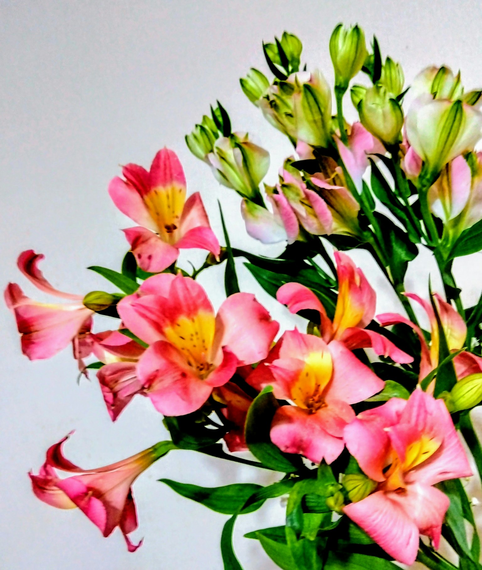 Ramo colorido con flores rosas y blancas