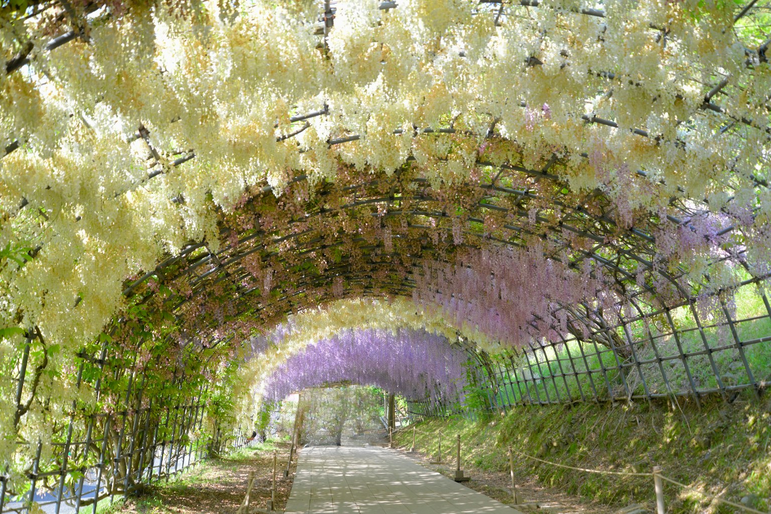 Un tunnel formato da bellissimi fiori di glicine viola e bianchi