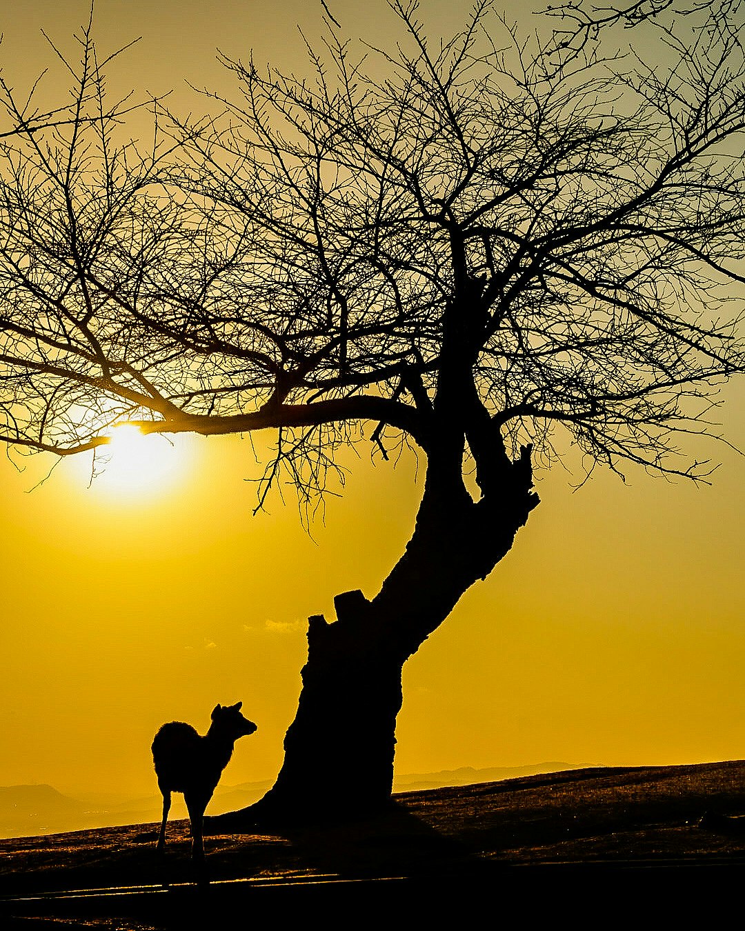 Silhouette d’un arbre et d’un chien face au coucher de soleil depuis le sommet de Wakakusa-yama