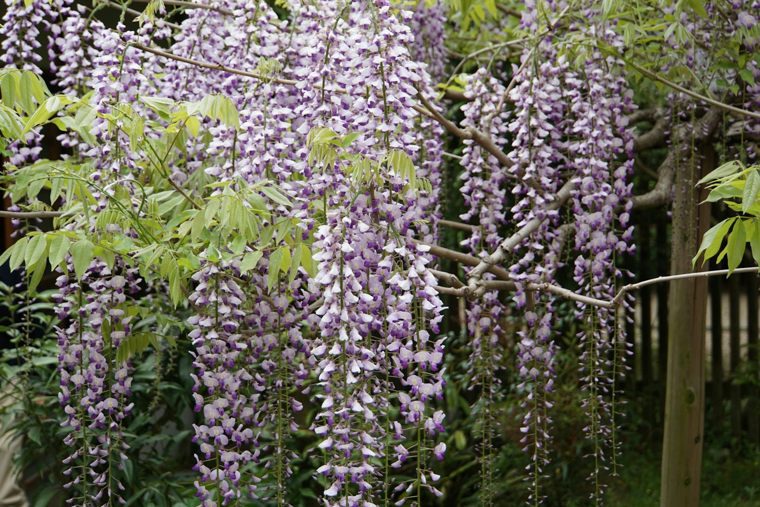 Bellissimo giardino con fiori di glicine viola che pendono