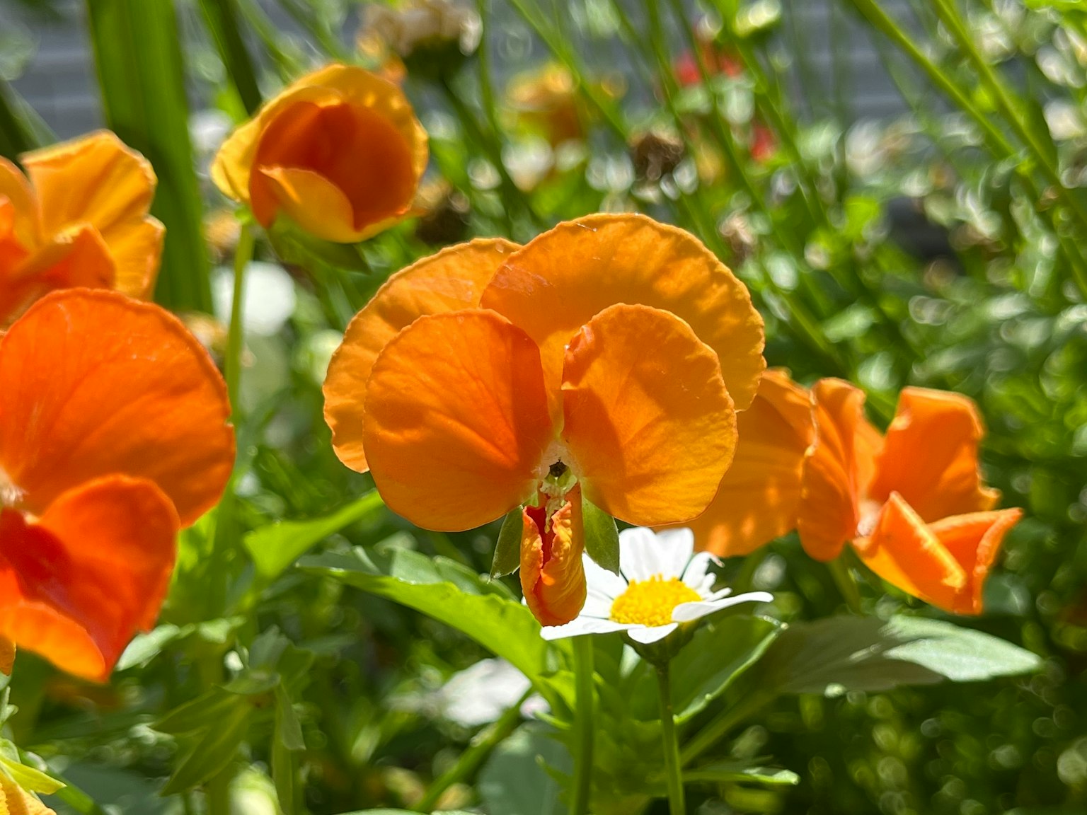 Fleurs orange et une fleur blanche fleurissant dans un jardin vert