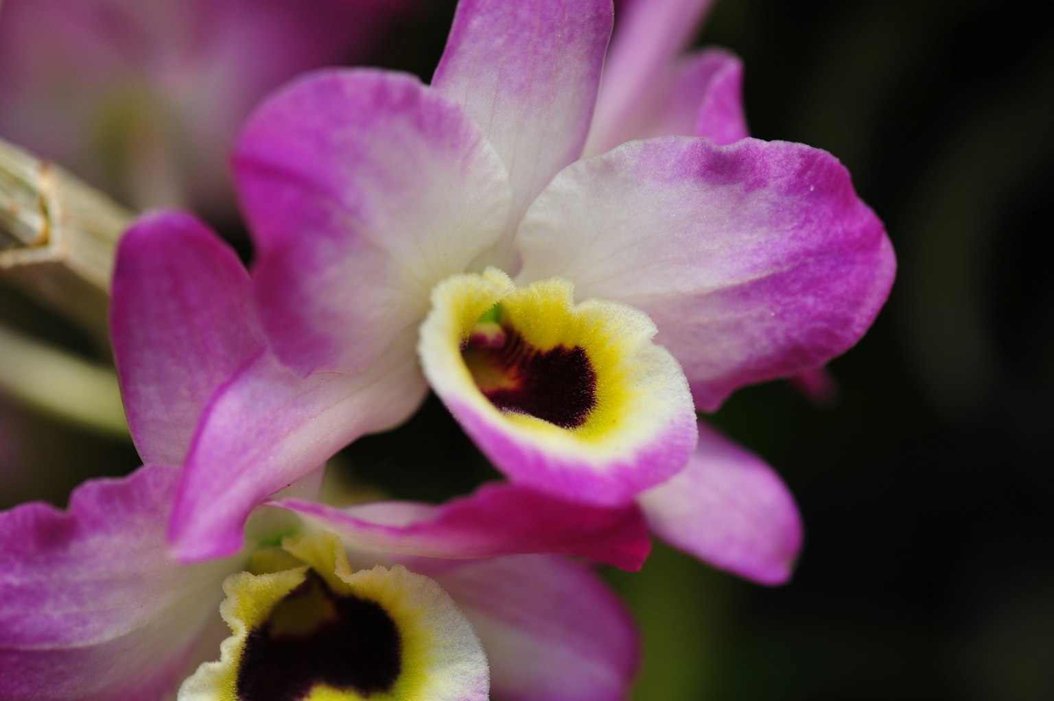 ภาพระยะใกล้ของดอกกล้วยไม้สีม่วงสดใสพร้อมศูนย์สีเหลืองครีม