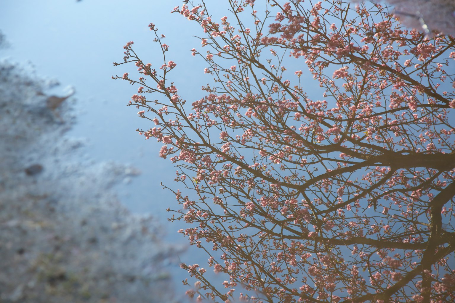 Branches et fleurs de cerisier reflétées sur la surface de l'eau