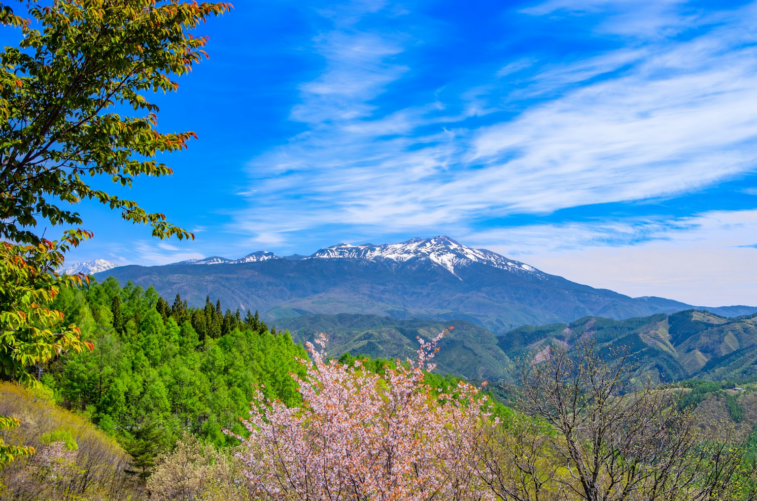 Snow-capped mountain with blooming spring flowers