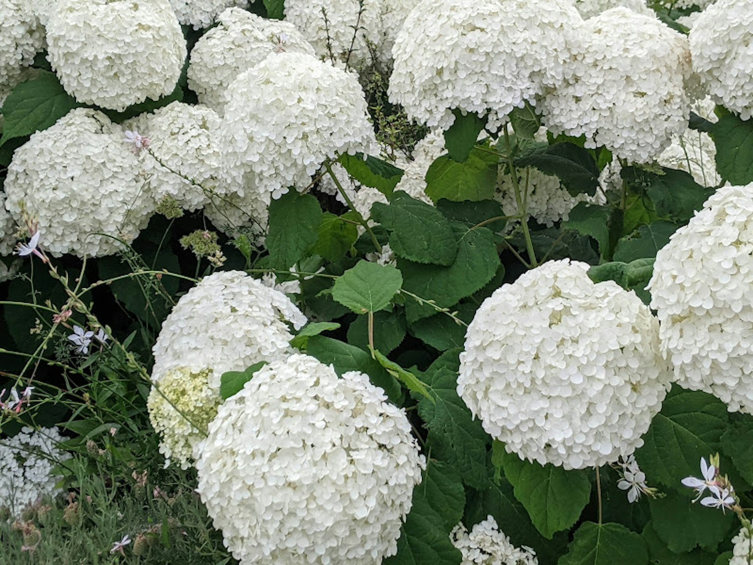 Ein Cluster von weißen Hortensienblüten in voller Blüte