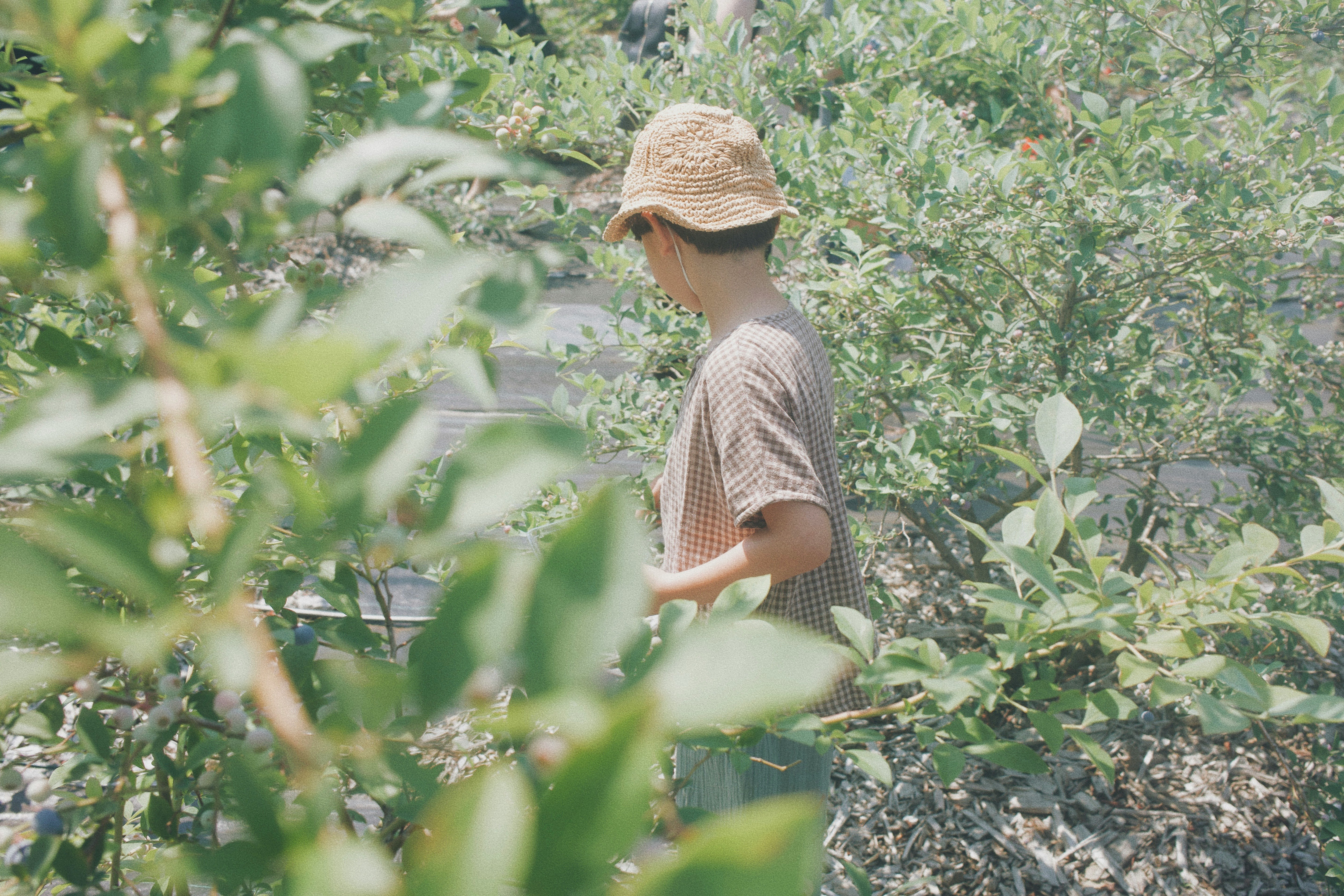 在藍莓園裡採摘的身影