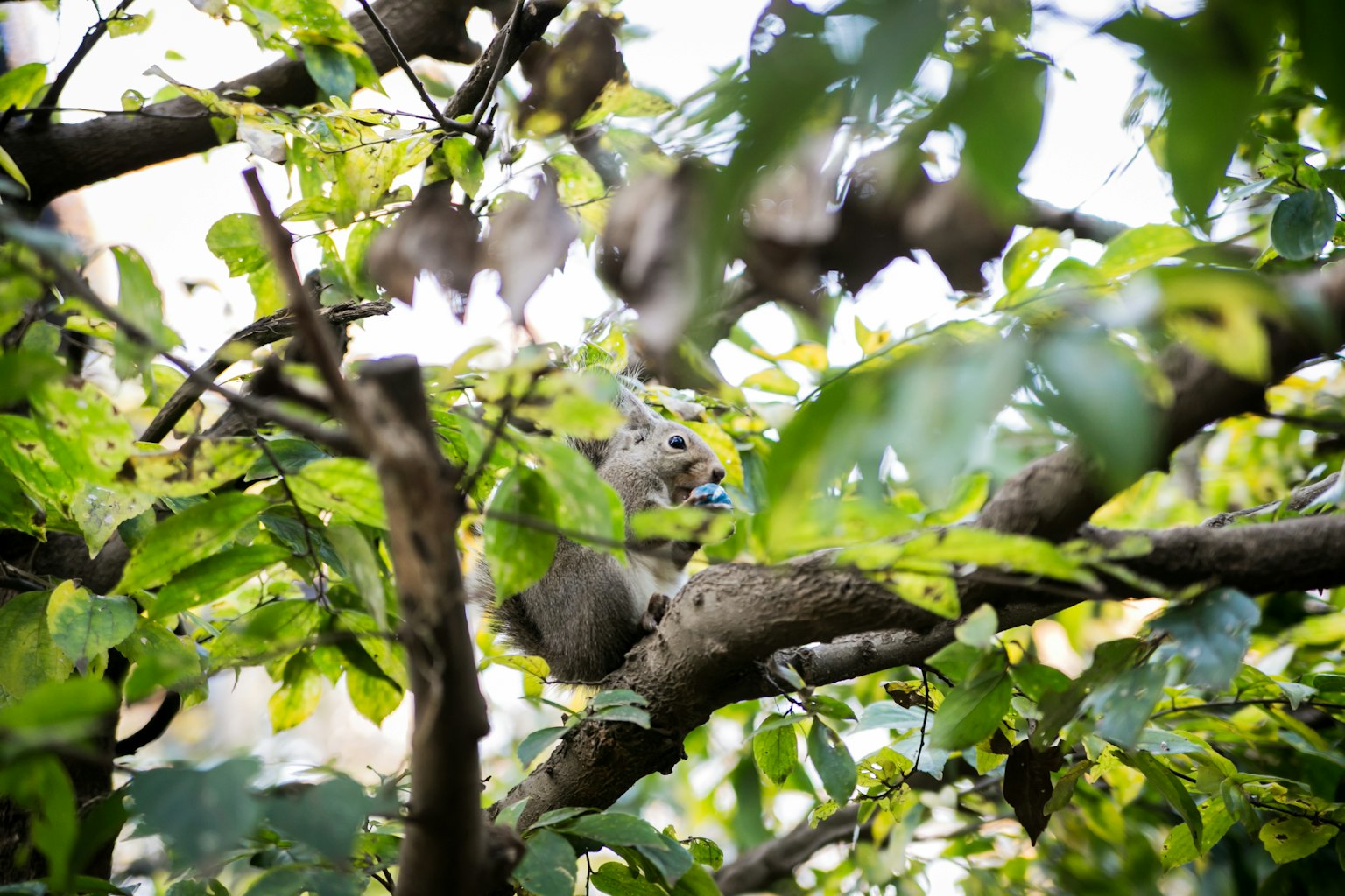 Un animal parcialmente oculto entre hojas verdes en una rama de árbol