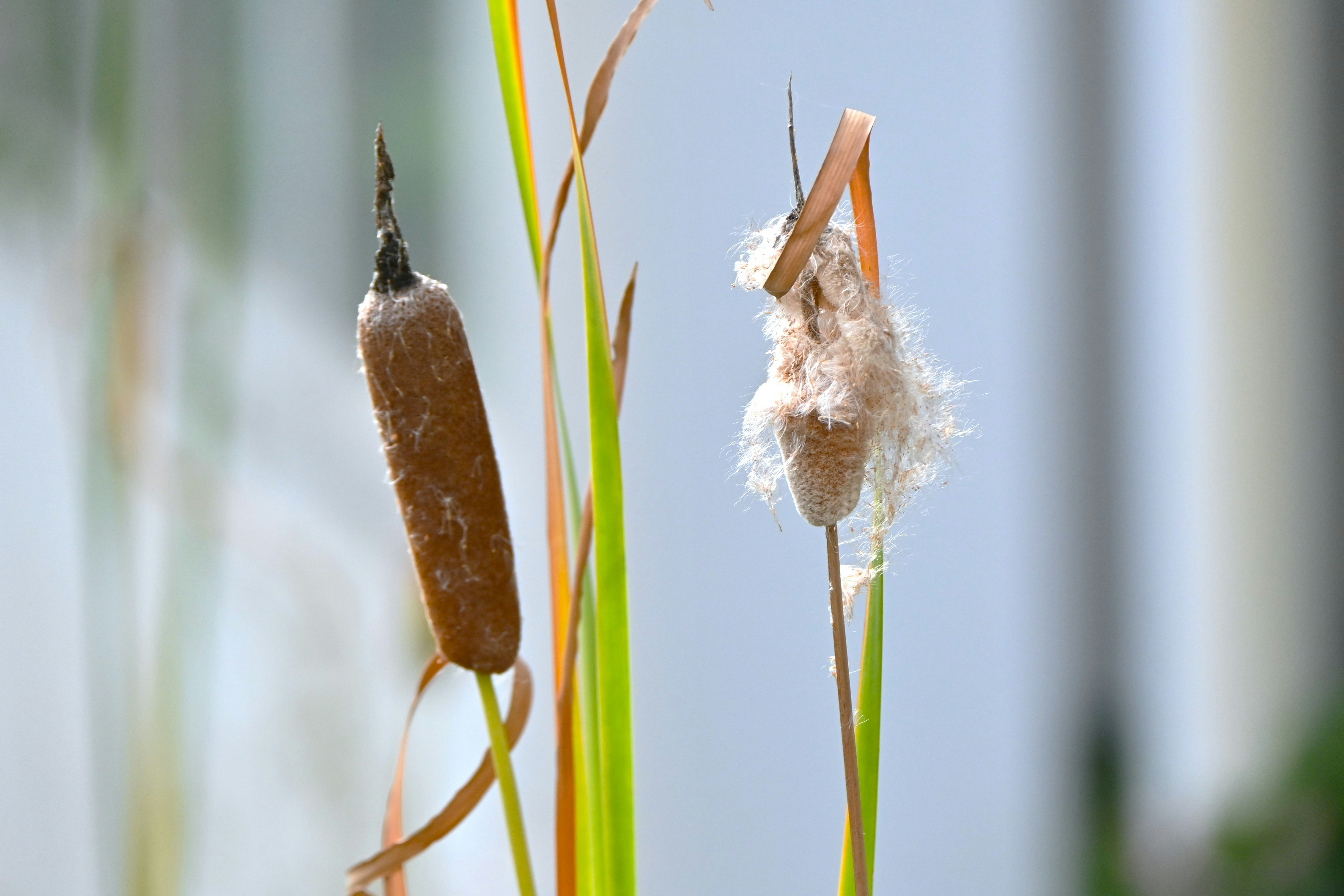 water-soaked cattail fluff (gamanoho-meni) with a white rabbit folk-song motif