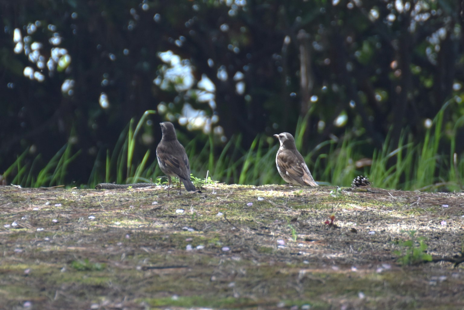 Two small birds on the ground with a green background