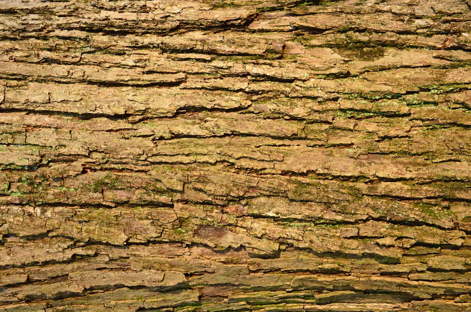 Detailed texture and color of tree bark