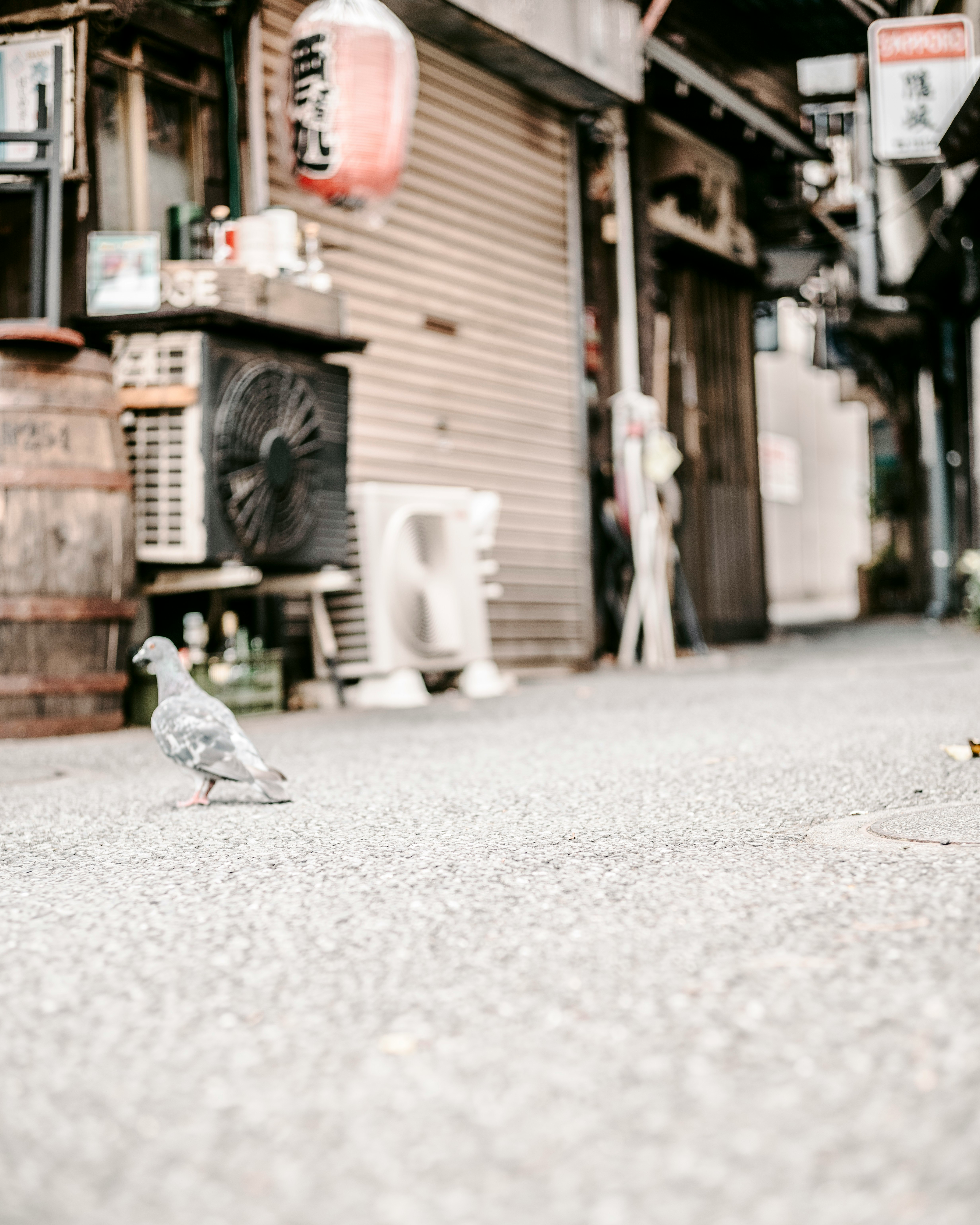 路地に並ぶシャッター前の看板と小鳥