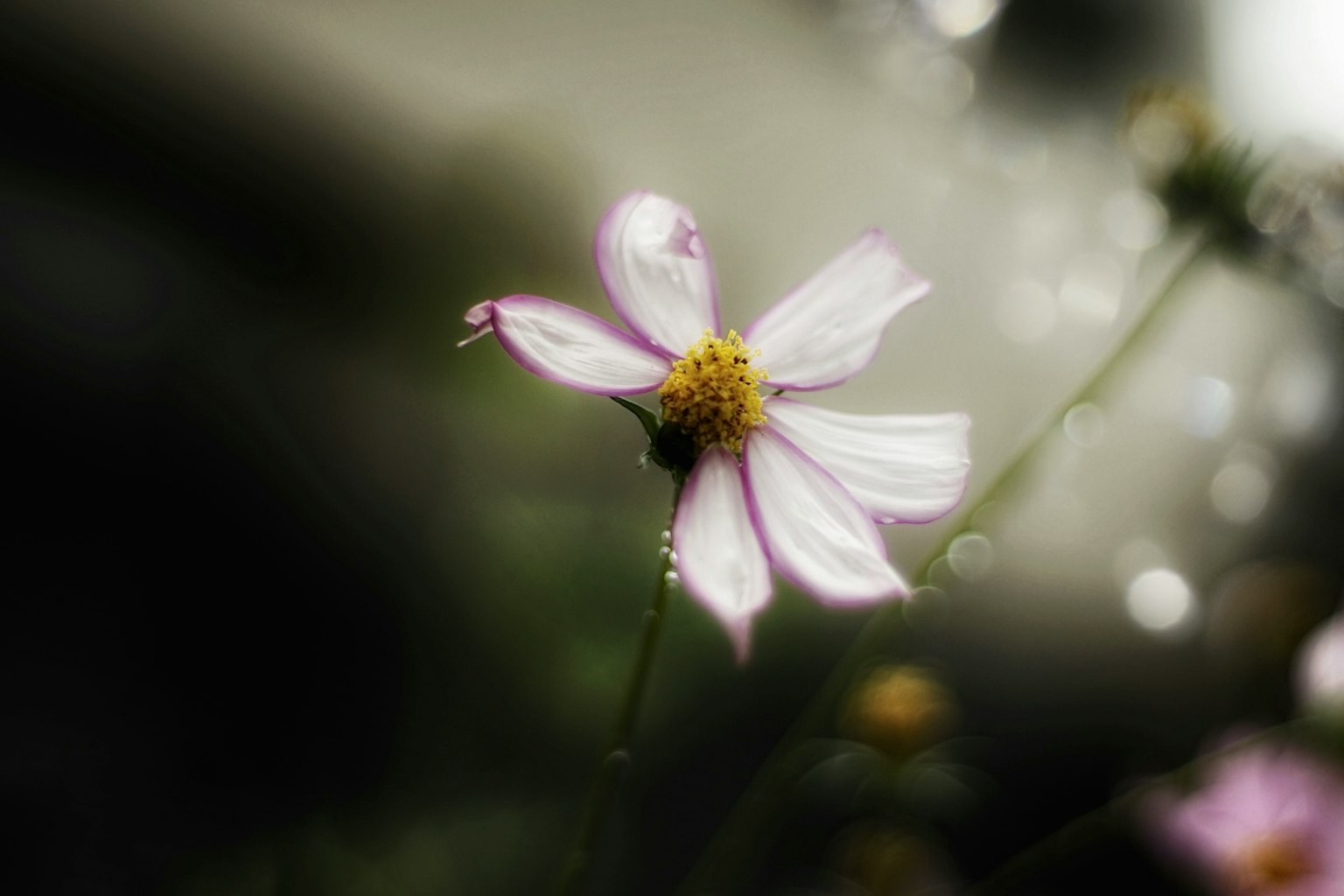Nahaufnahme einer zarten rosa Blume mit goldenem Zentrum
