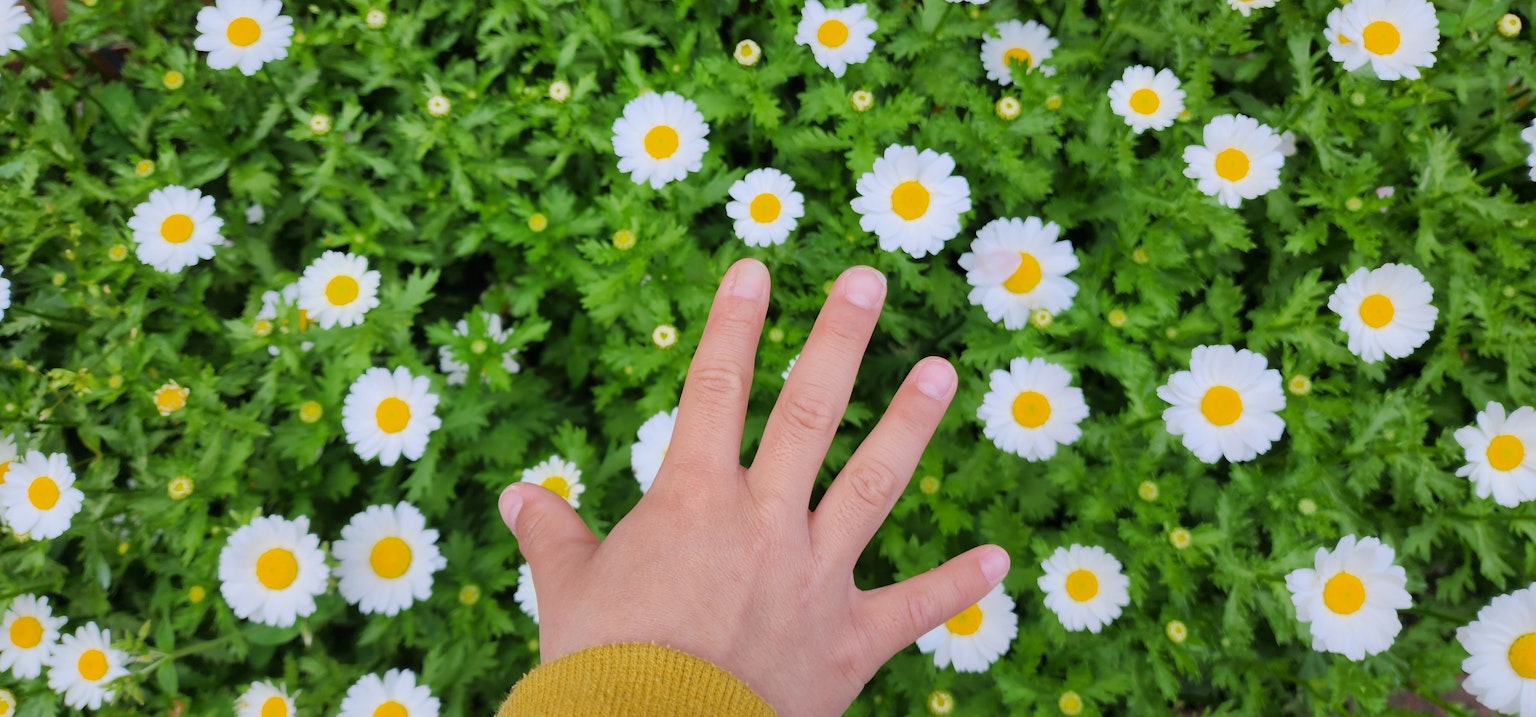 A hand touching white flowers on green grass