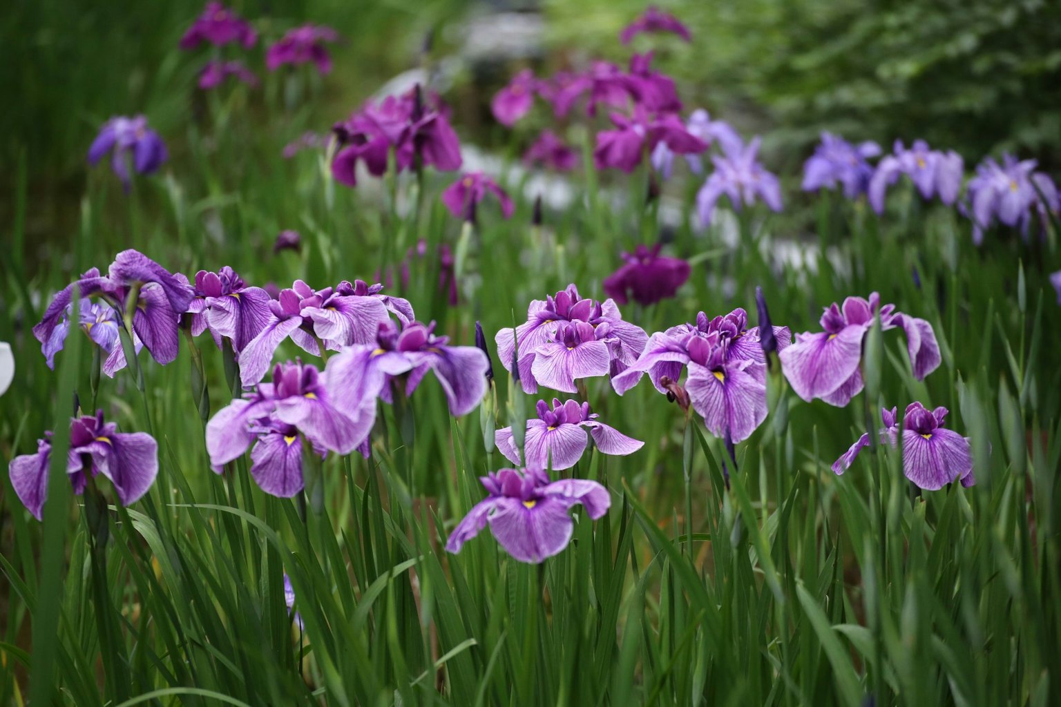 Fleurs d'iris violettes en pleine floraison dans une prairie verte