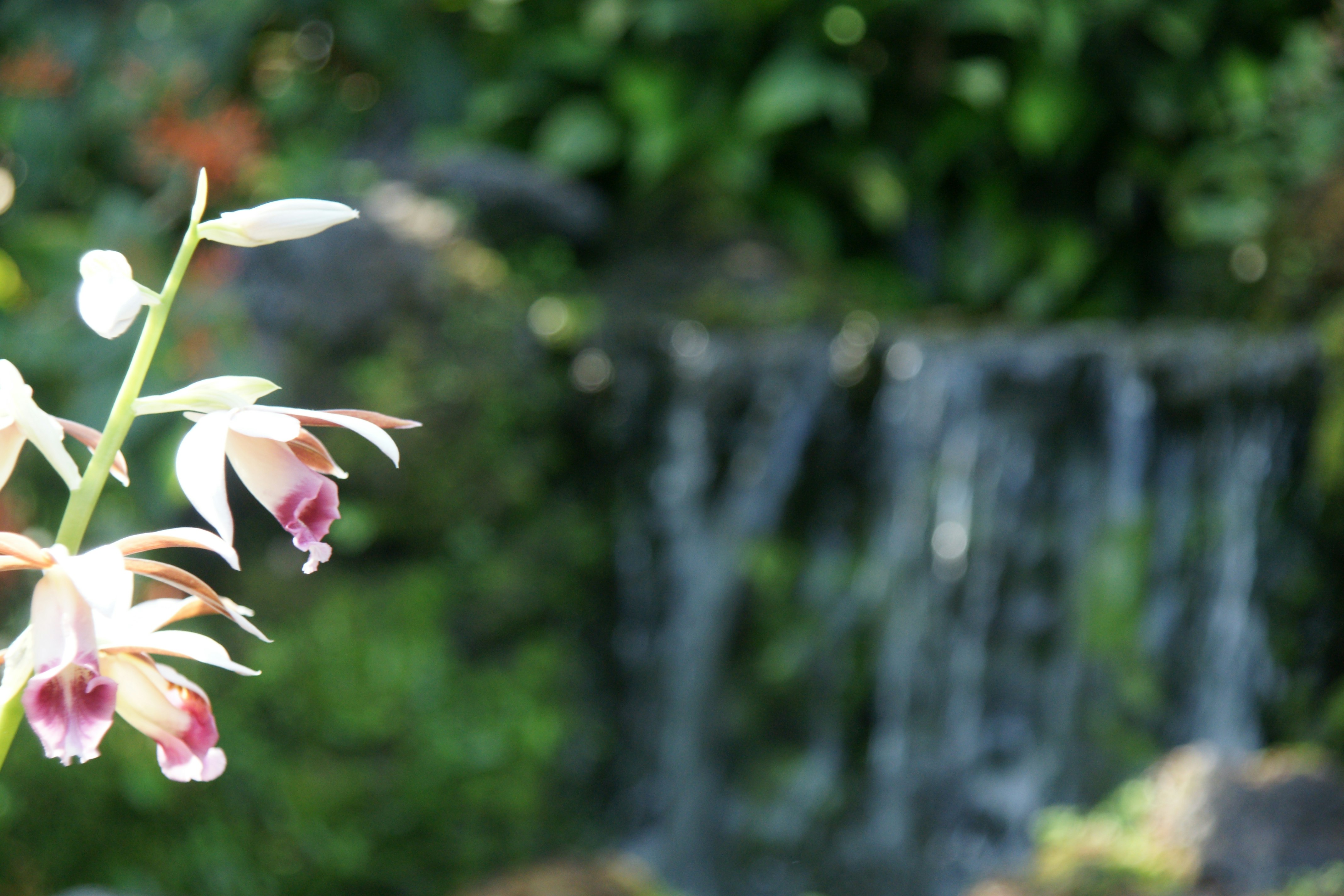 庭の花とボケた緑の背景