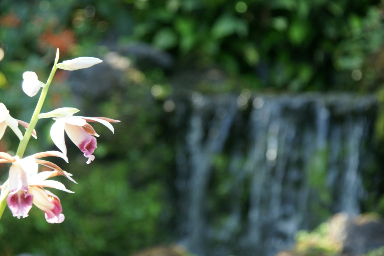 Schöne Orchideenblüten blühen vor einem fließenden Wasserfall