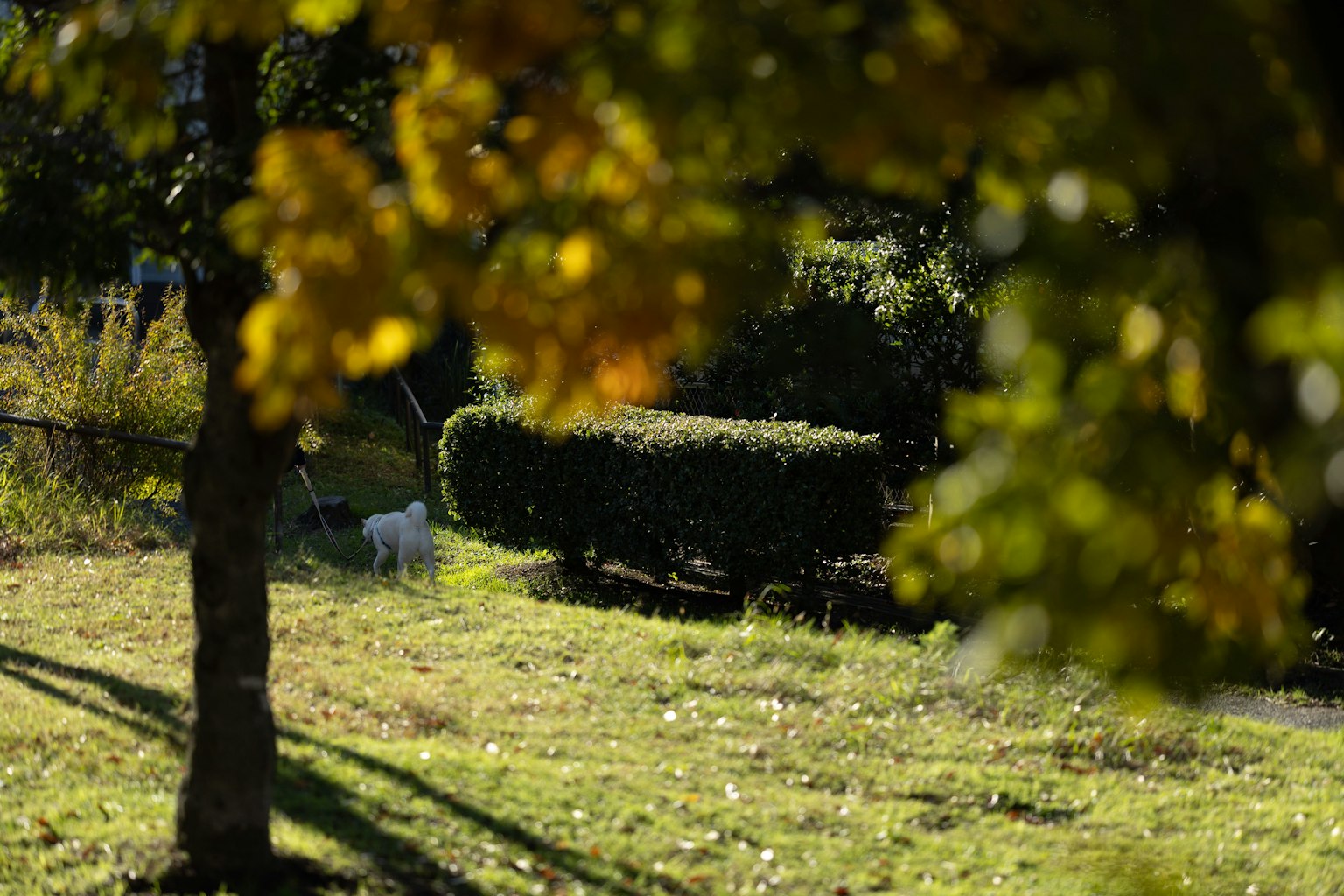 Cảnh mùa thu với cỏ xanh và lá cây nhiều màu sắc