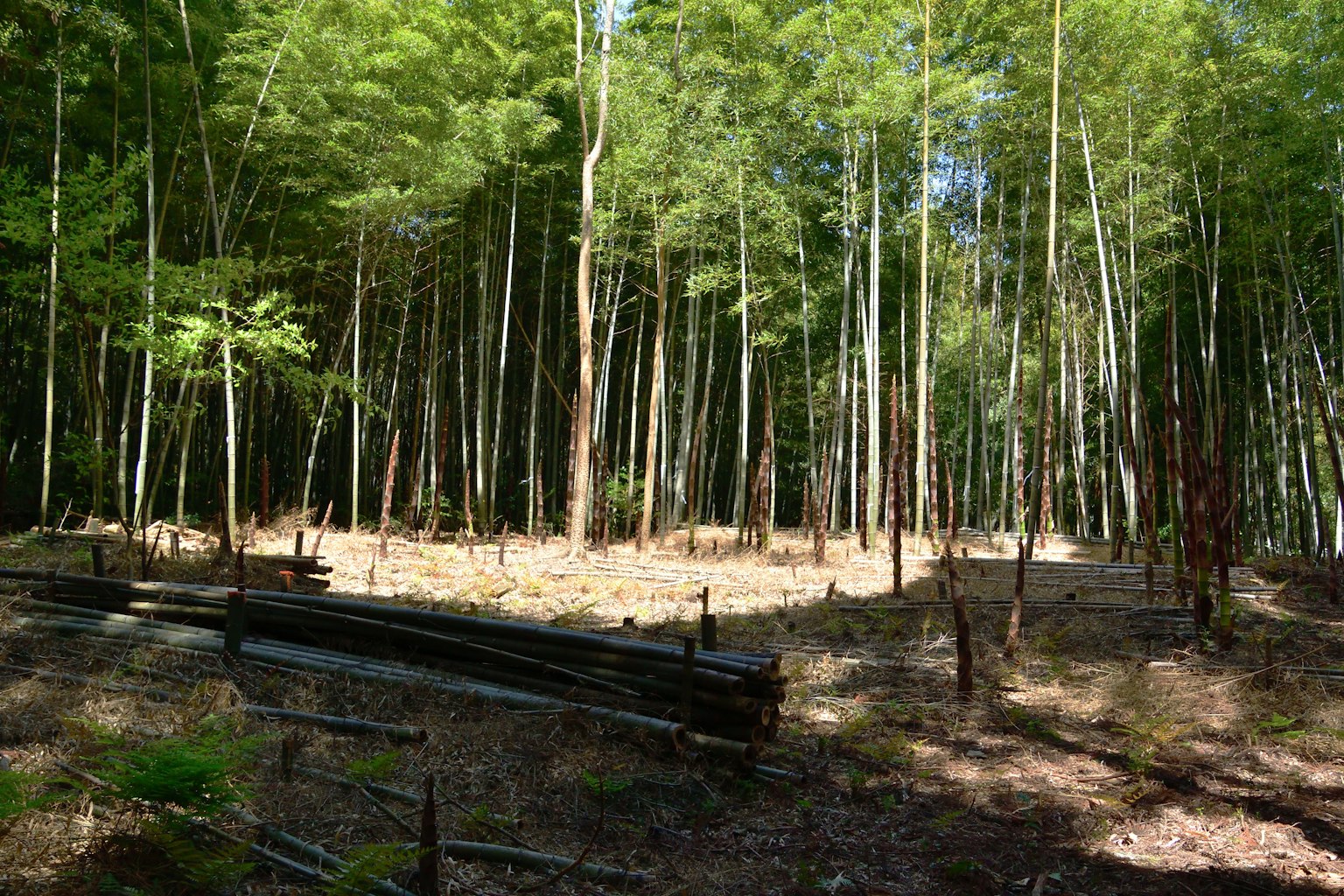 Lush bamboo forest with open space and wooden fence