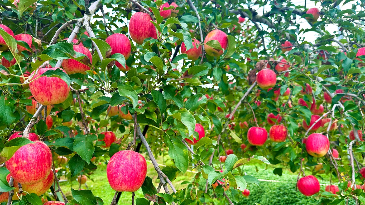 Branches of an apple tree laden with ripe red apples