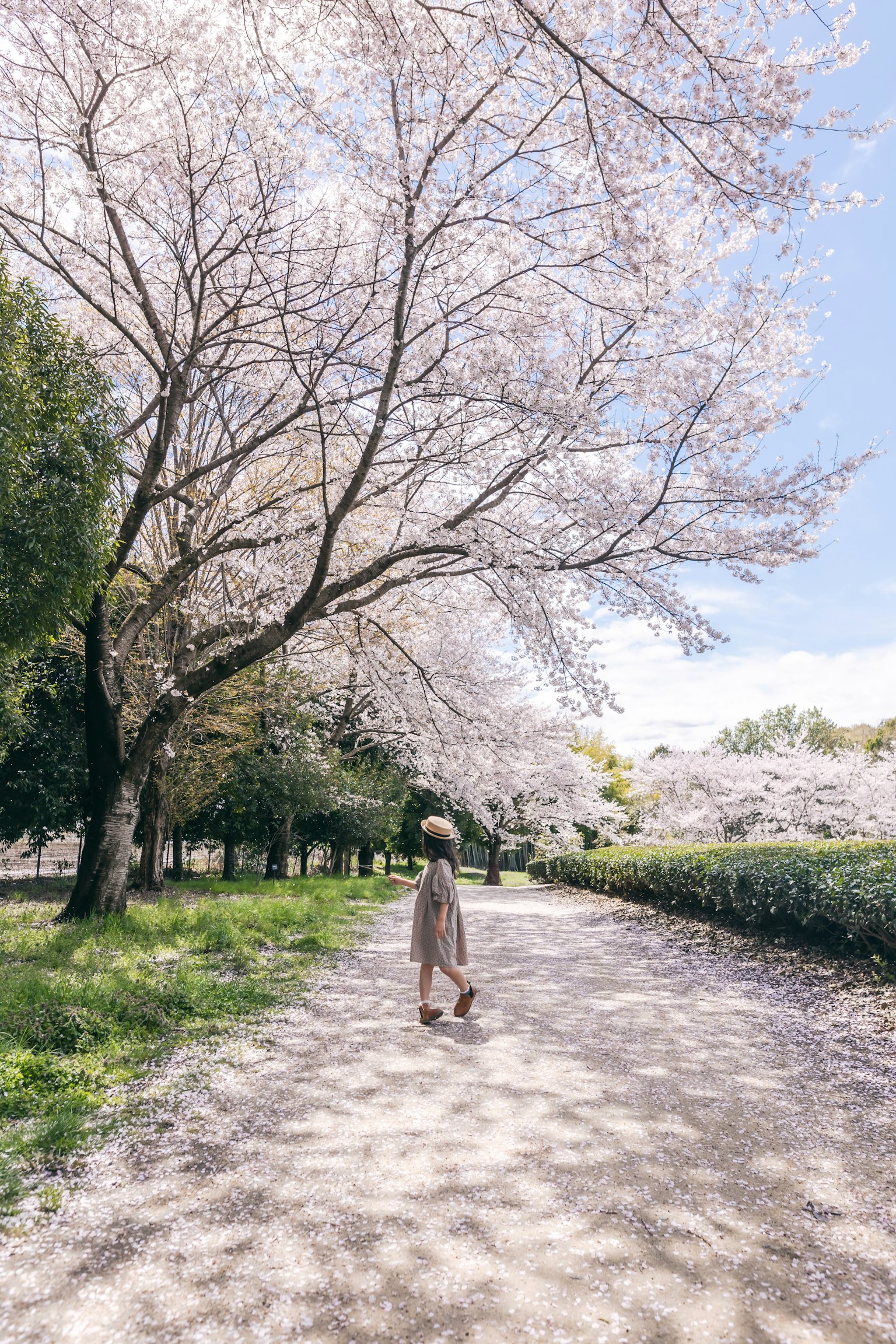 Wanita berjalan di bawah pohon sakura pada hari yang cerah
