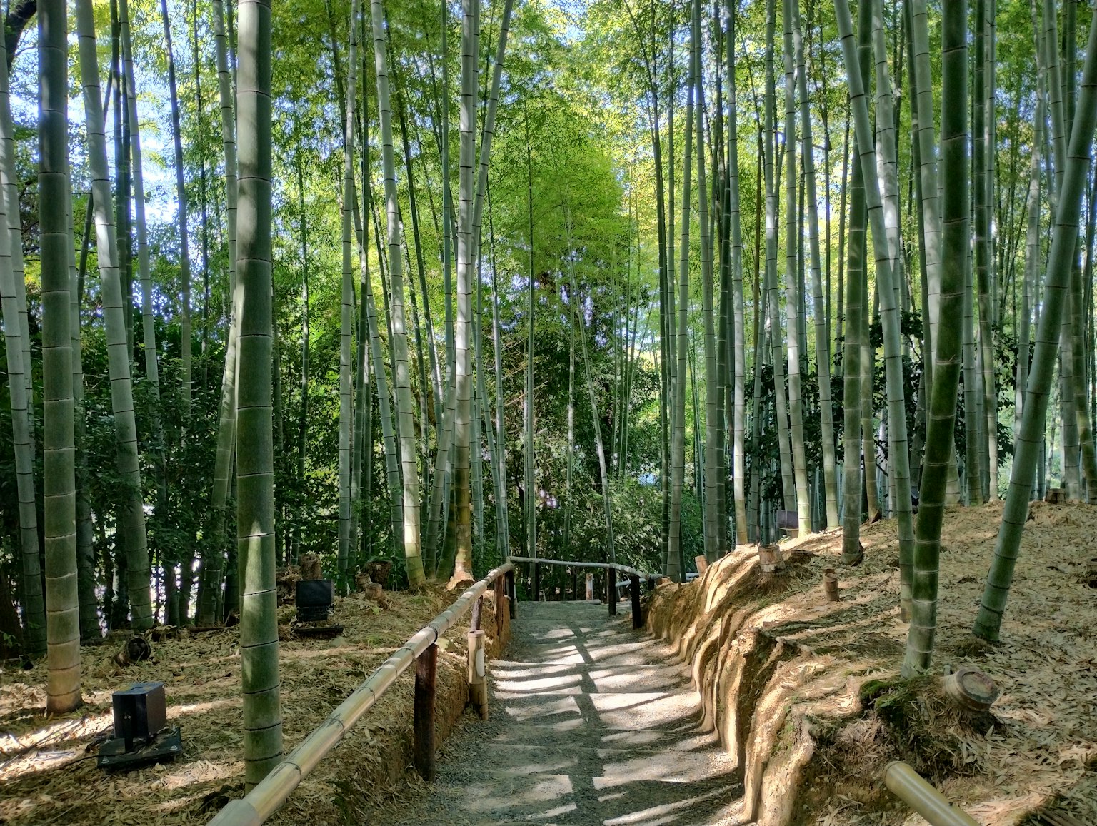 Sendero a través de un frondoso bosque de bambú con follaje verde vibrante