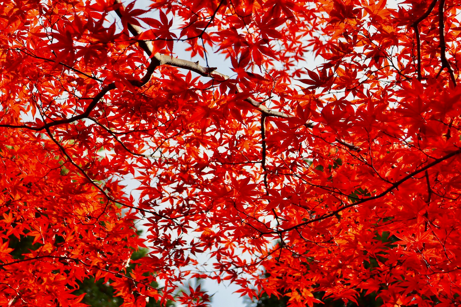 鮮豔的紅楓葉在天空下形成天篷