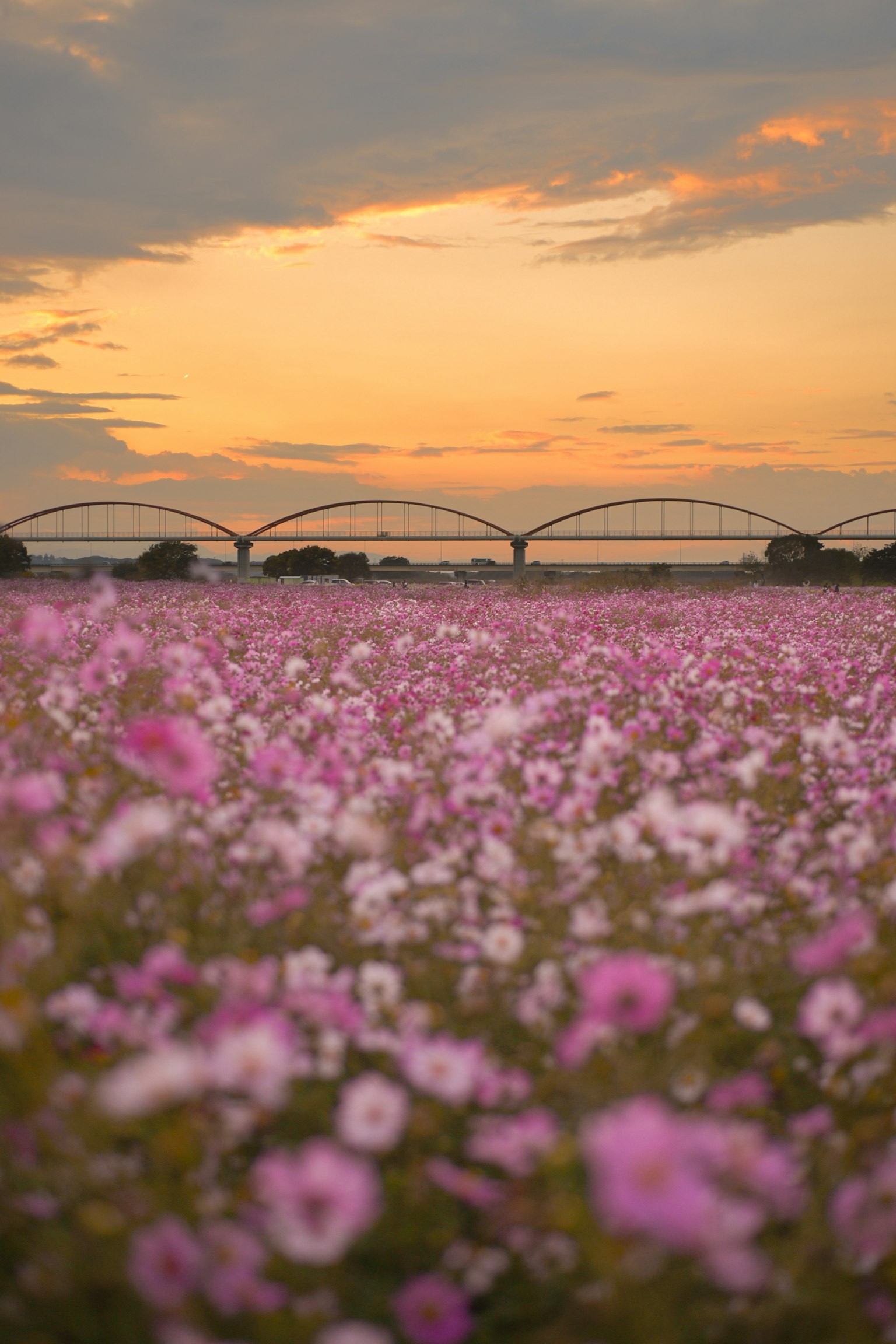 Un champ de fleurs roses avec un pont silhouetté contre un ciel au coucher du soleil