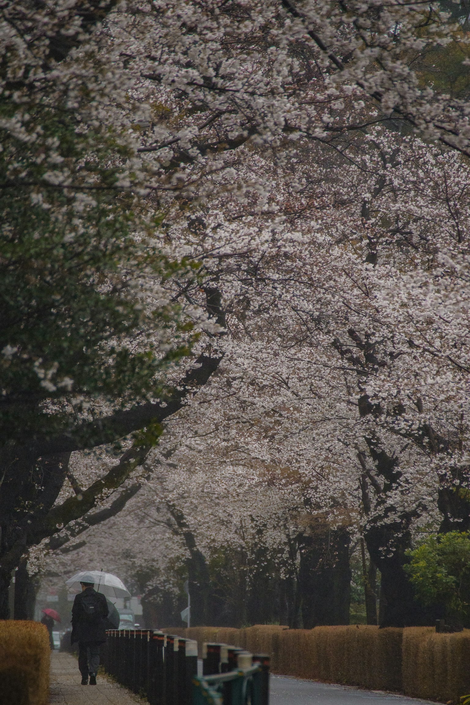 Silhouette d'une personne marchant le long d'un chemin bordé d'arbres en fleurs de cerisier