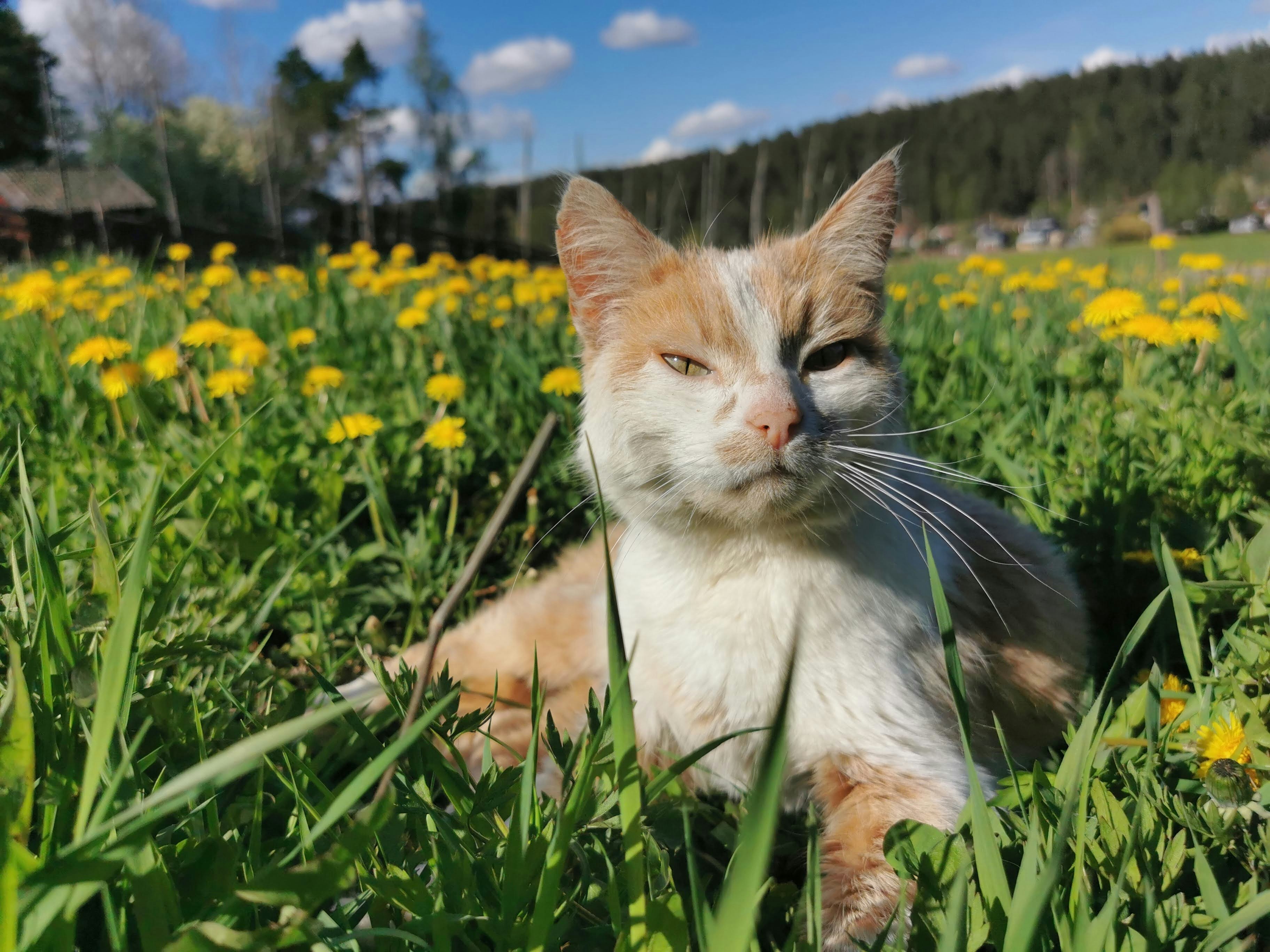 花畑で草の間にいる白茶の猫