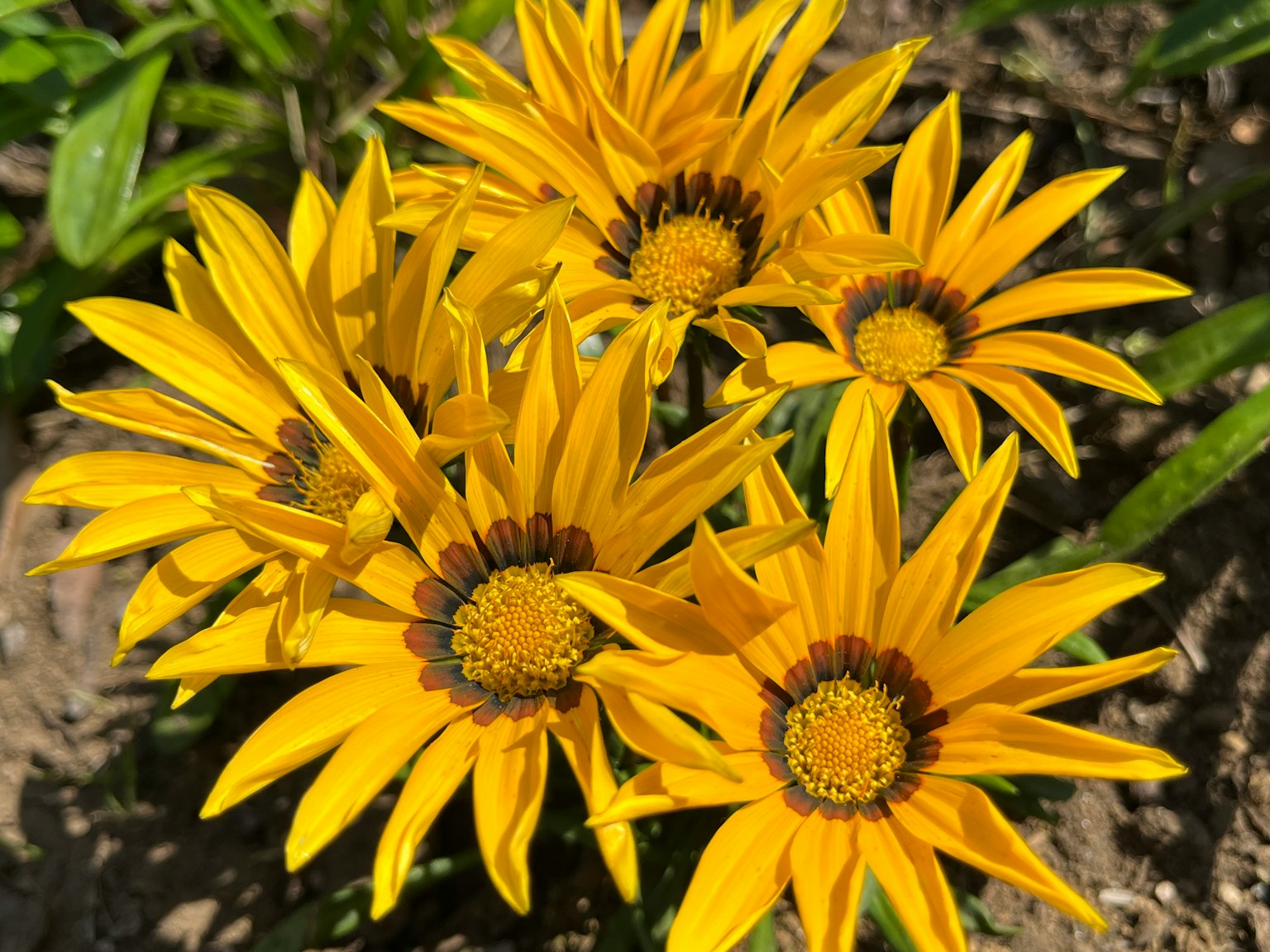 Un gruppo di fiori gialli vivaci in piena fioritura