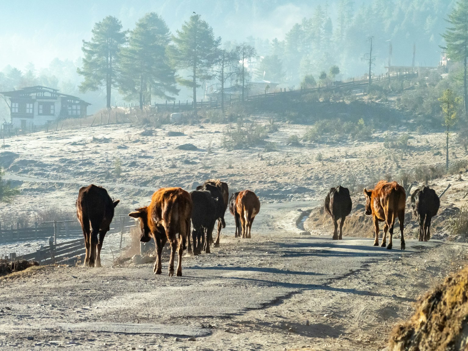 Vacas caminando por un camino en un paisaje brumoso