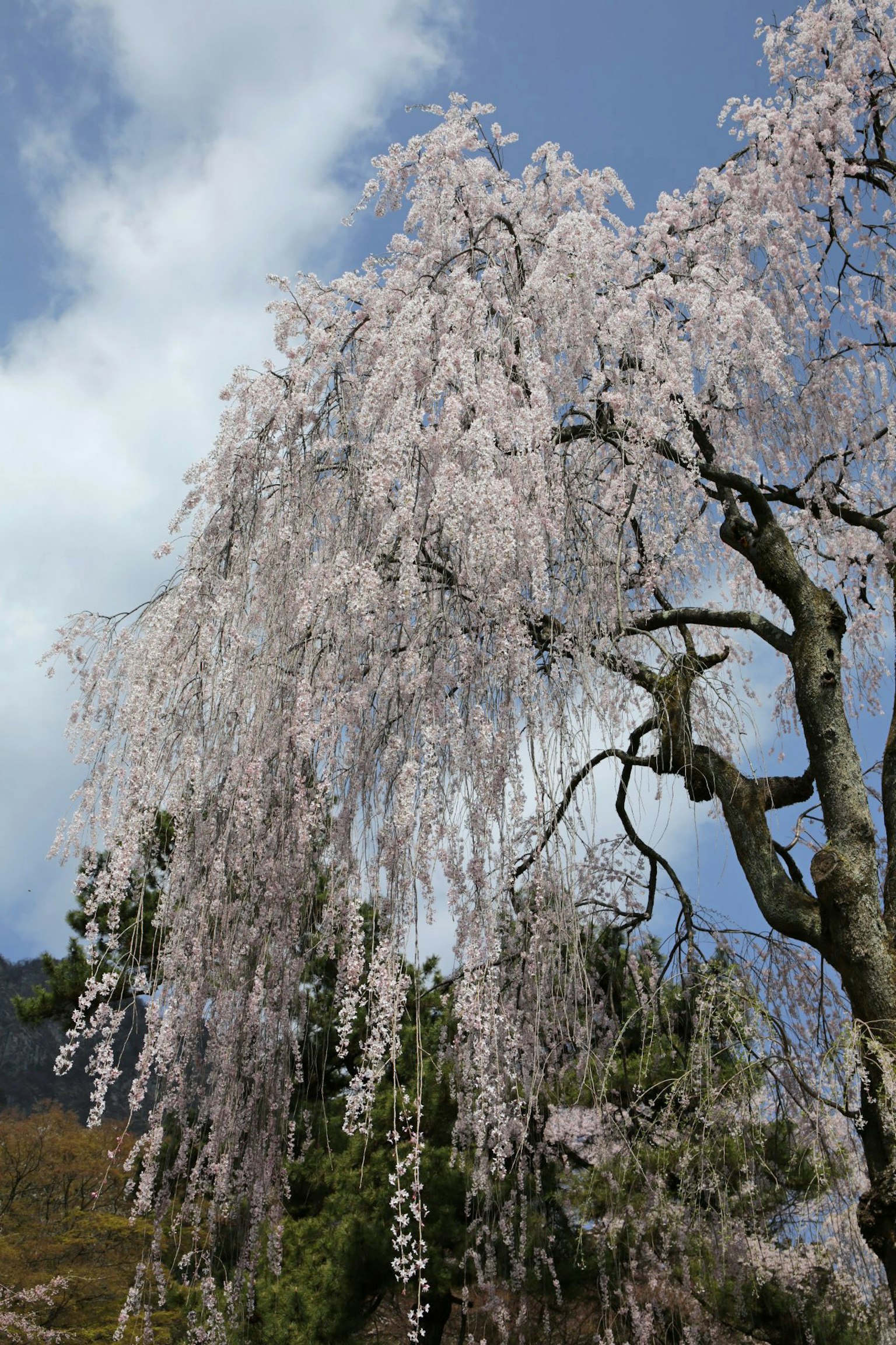 Weinende Kirschbaum mit blassen rosa Blüten und blauem Himmel