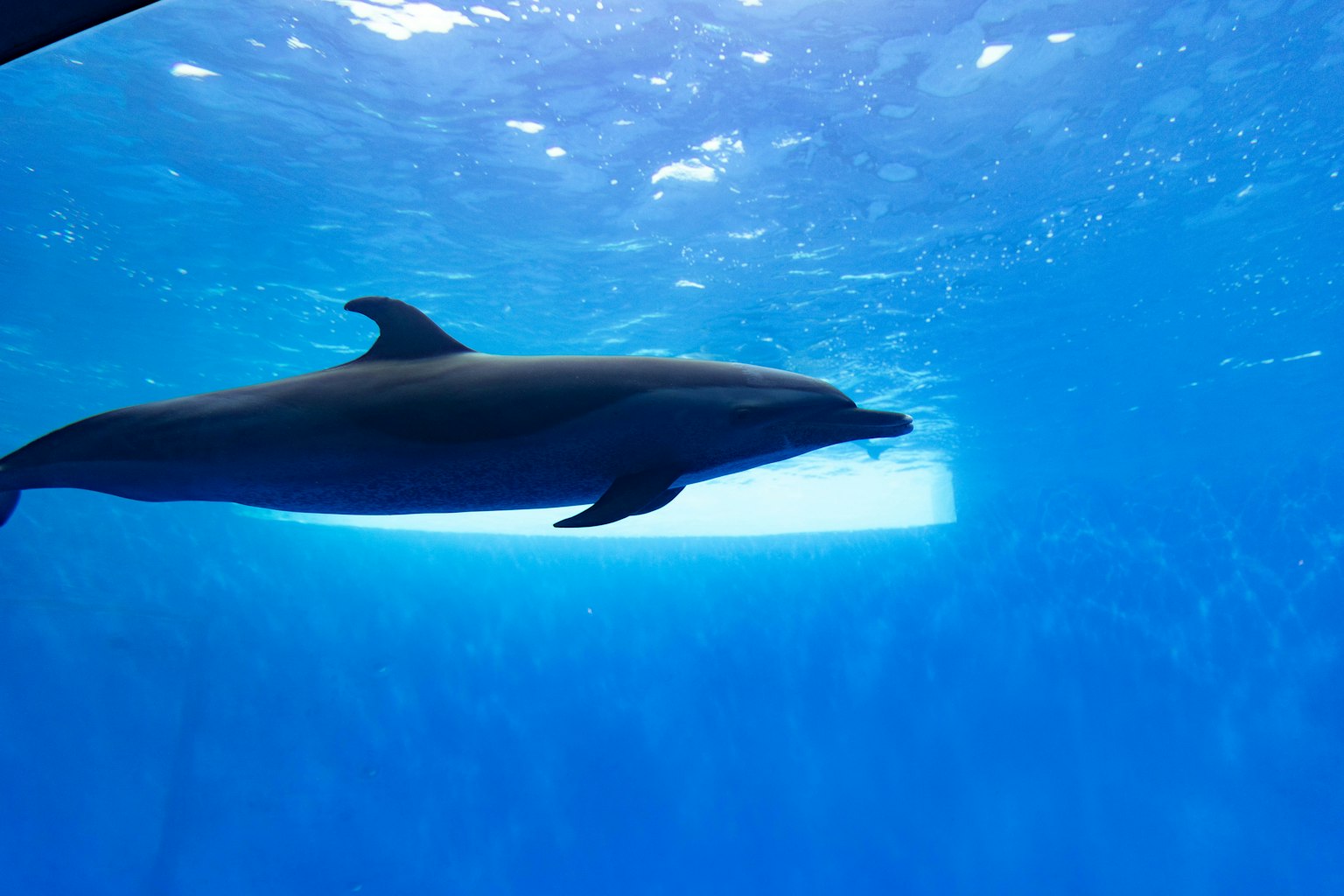 Silhouette of a dolphin swimming in blue water