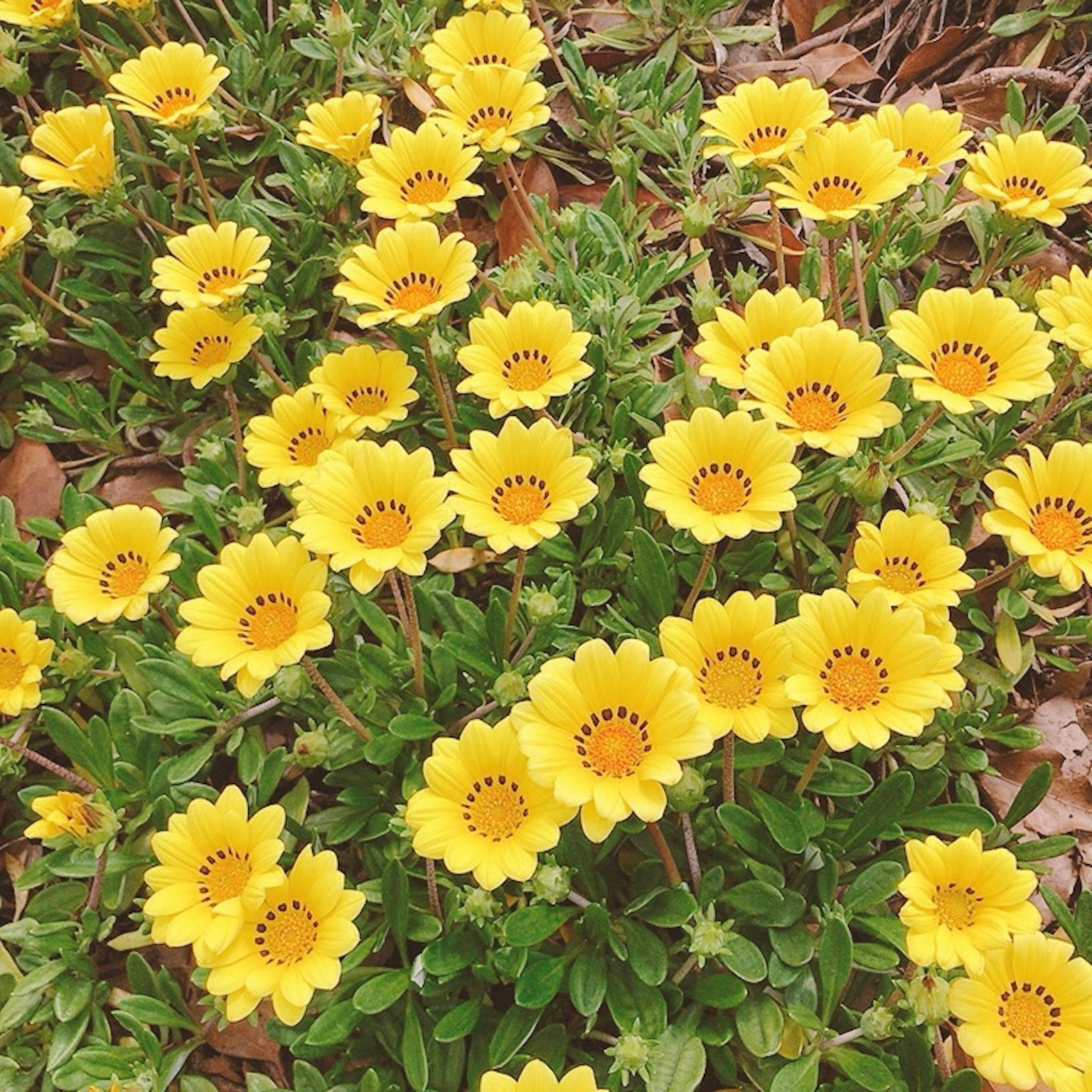 Cluster of yellow flowers blooming among green foliage