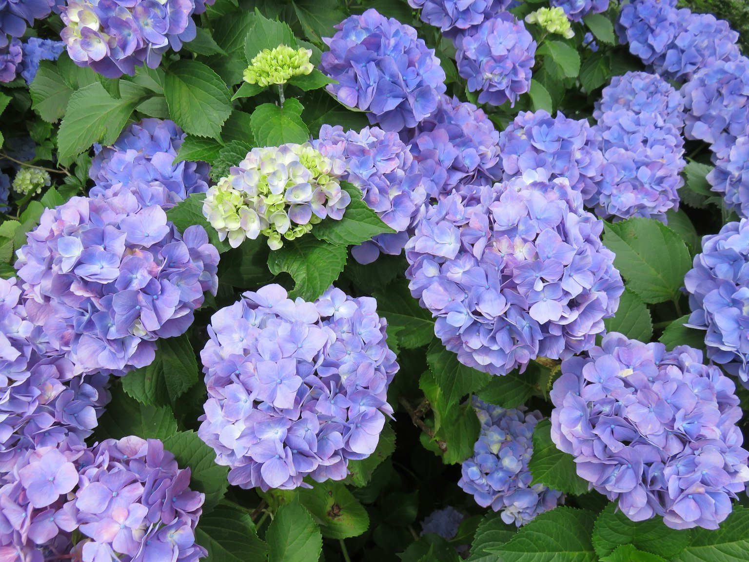 Fiori di ortensia viola circondati da foglie verdi