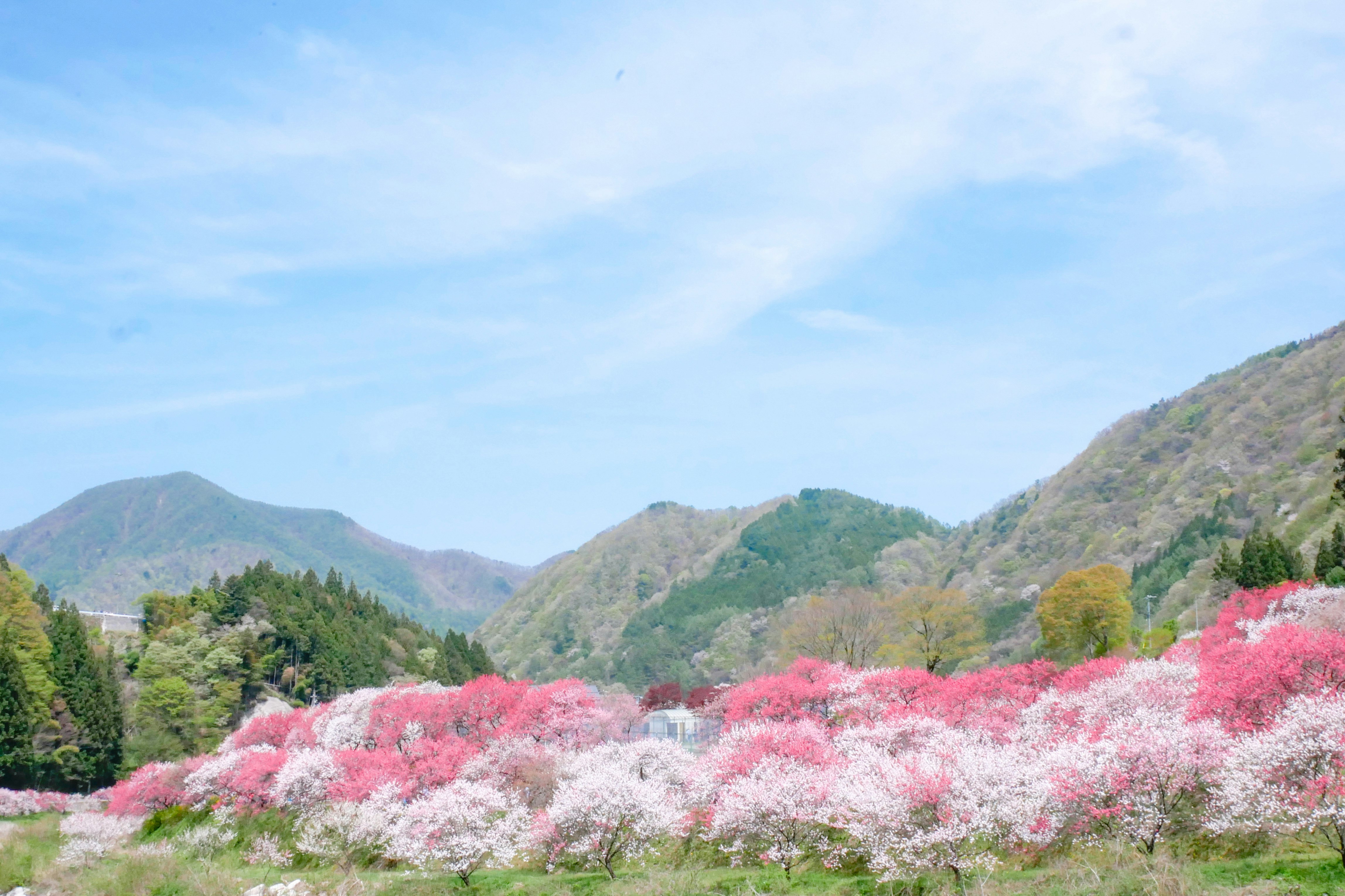 山並みを背景に咲く花桃の群生