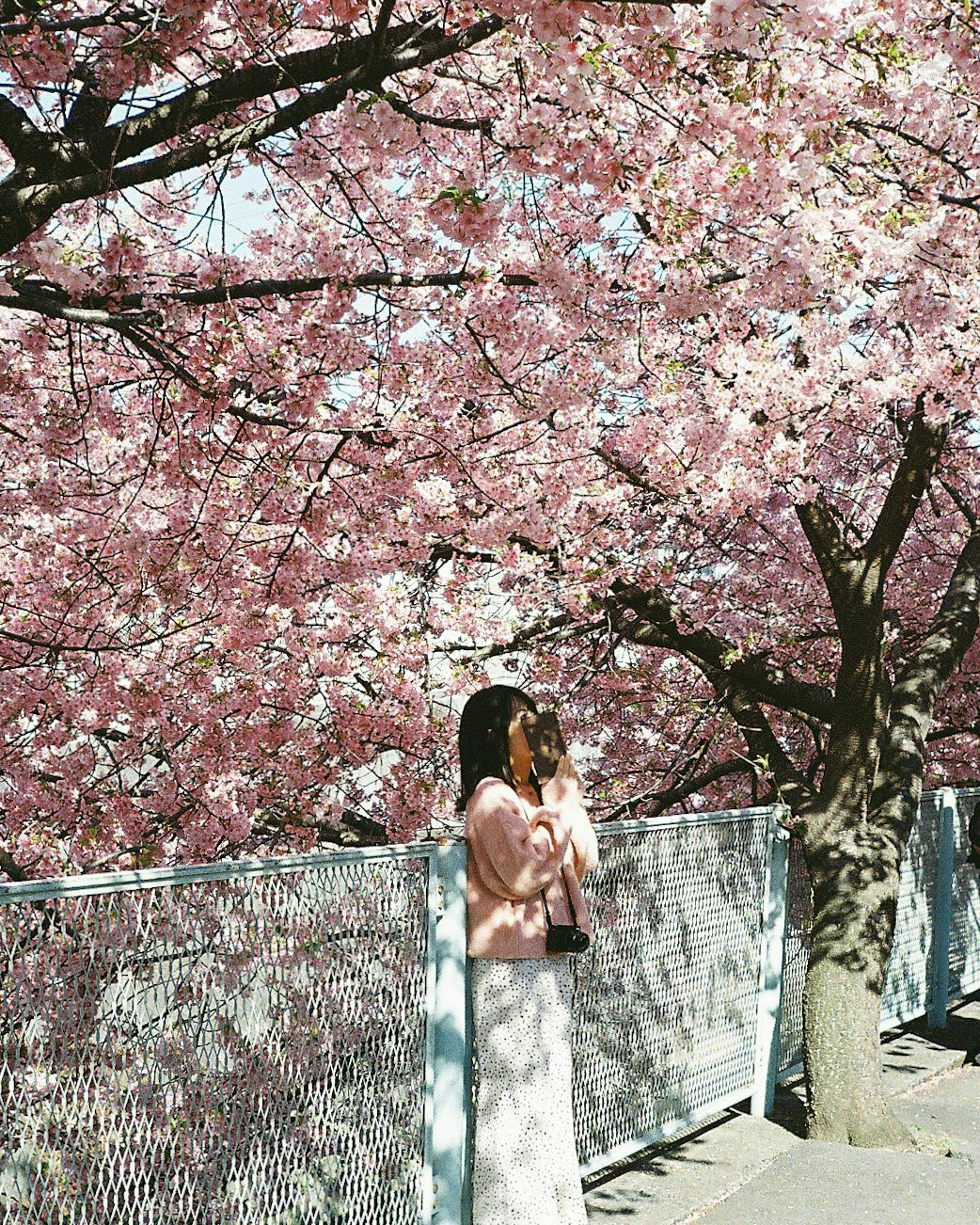 桜の木の下で立つ花嫁とベールのある小道