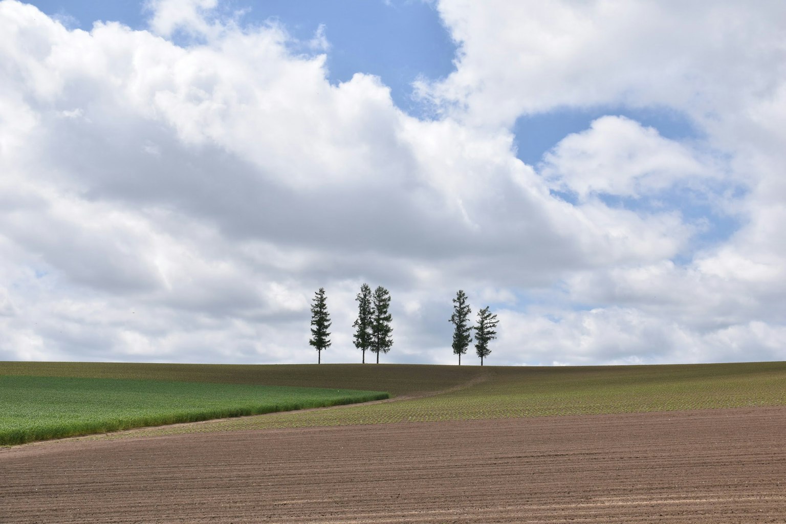 Three trees on a hill under a blue sky with clouds