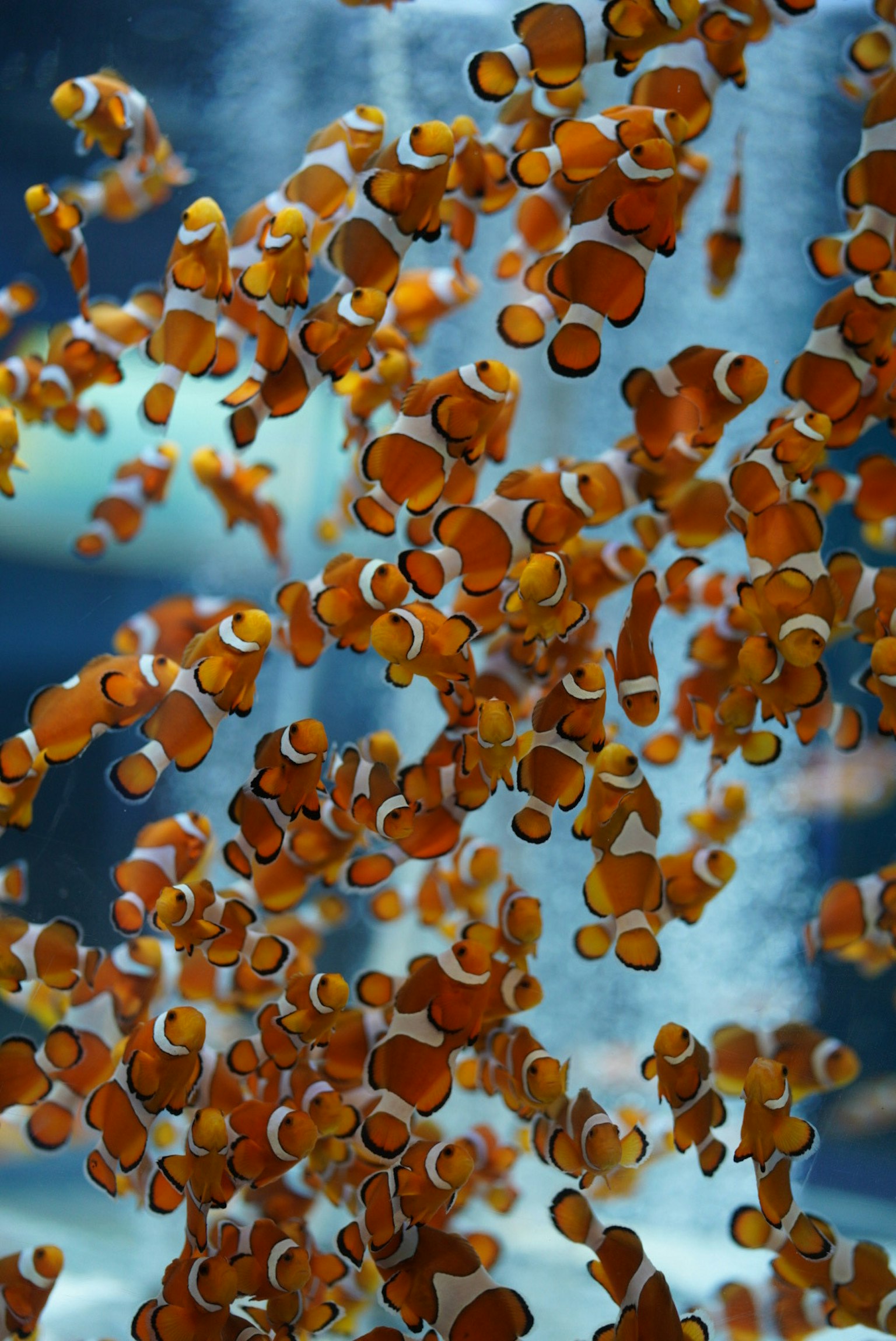 Un banc de poissons clown orange nageant dans une eau bleue