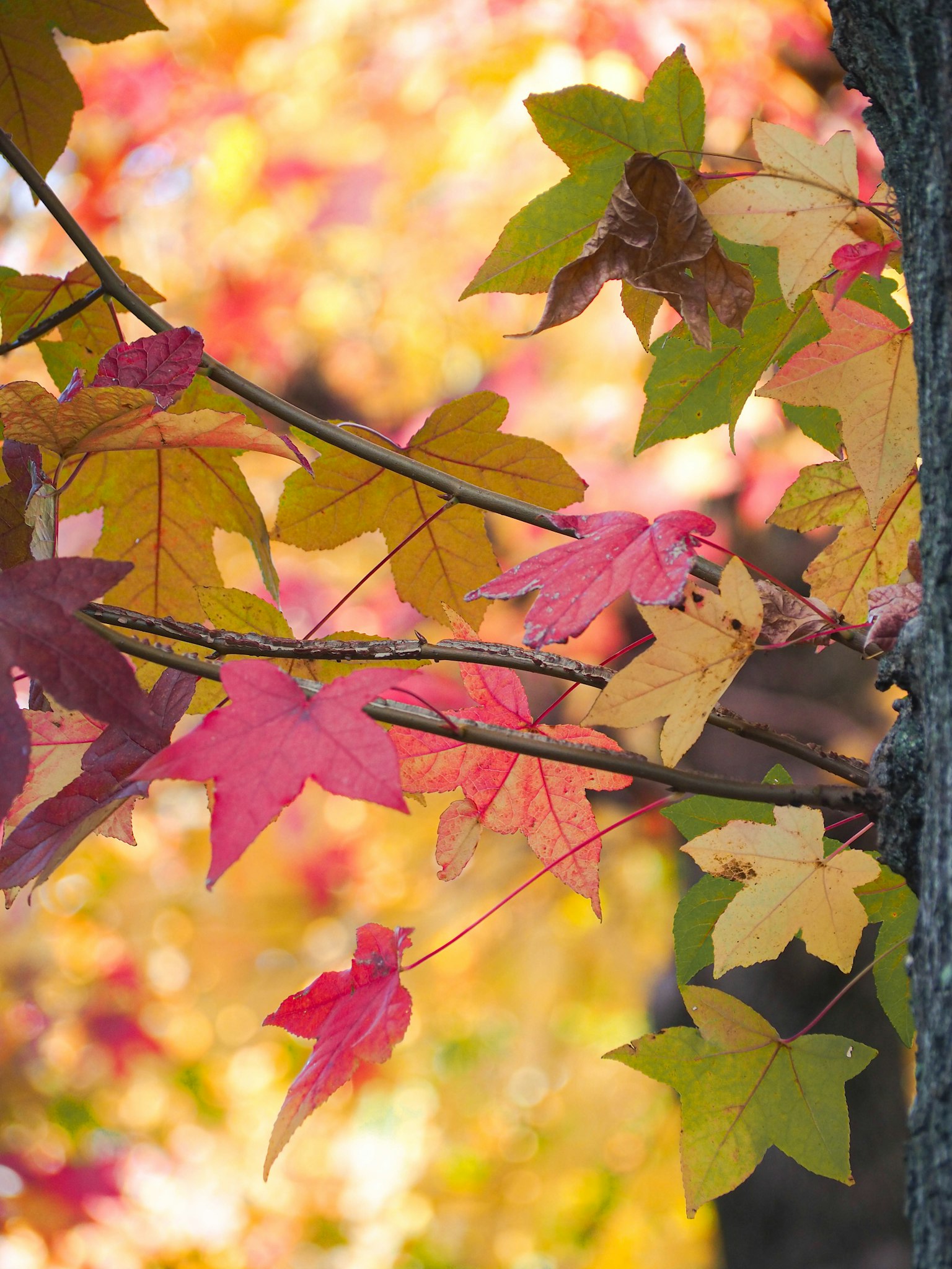 Bunte Herbstblätter an einem Baumzweig