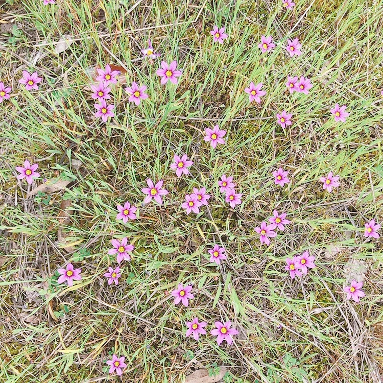 草地上盛開的小粉花叢