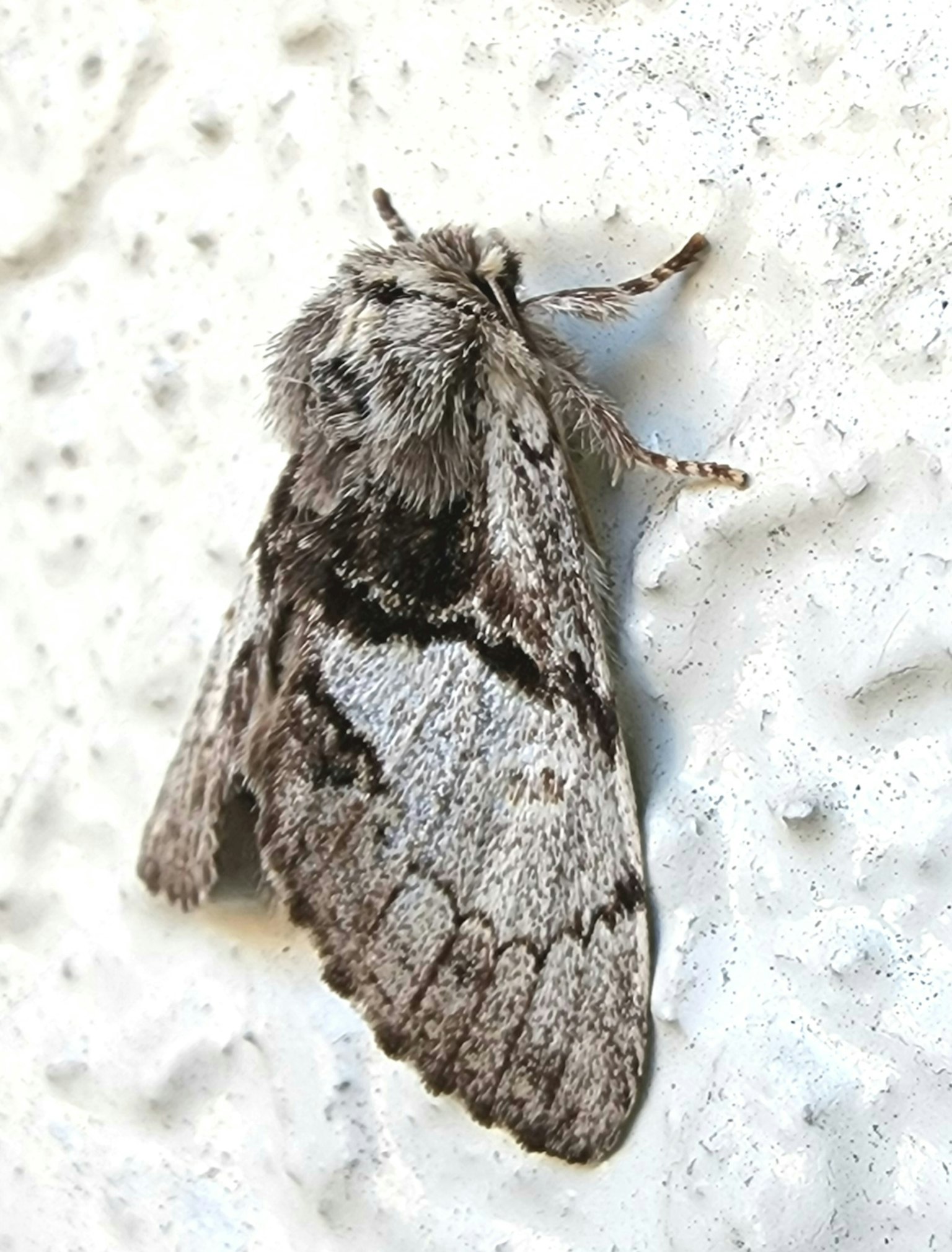 Un papillon gris avec des motifs se reposant sur un mur blanc