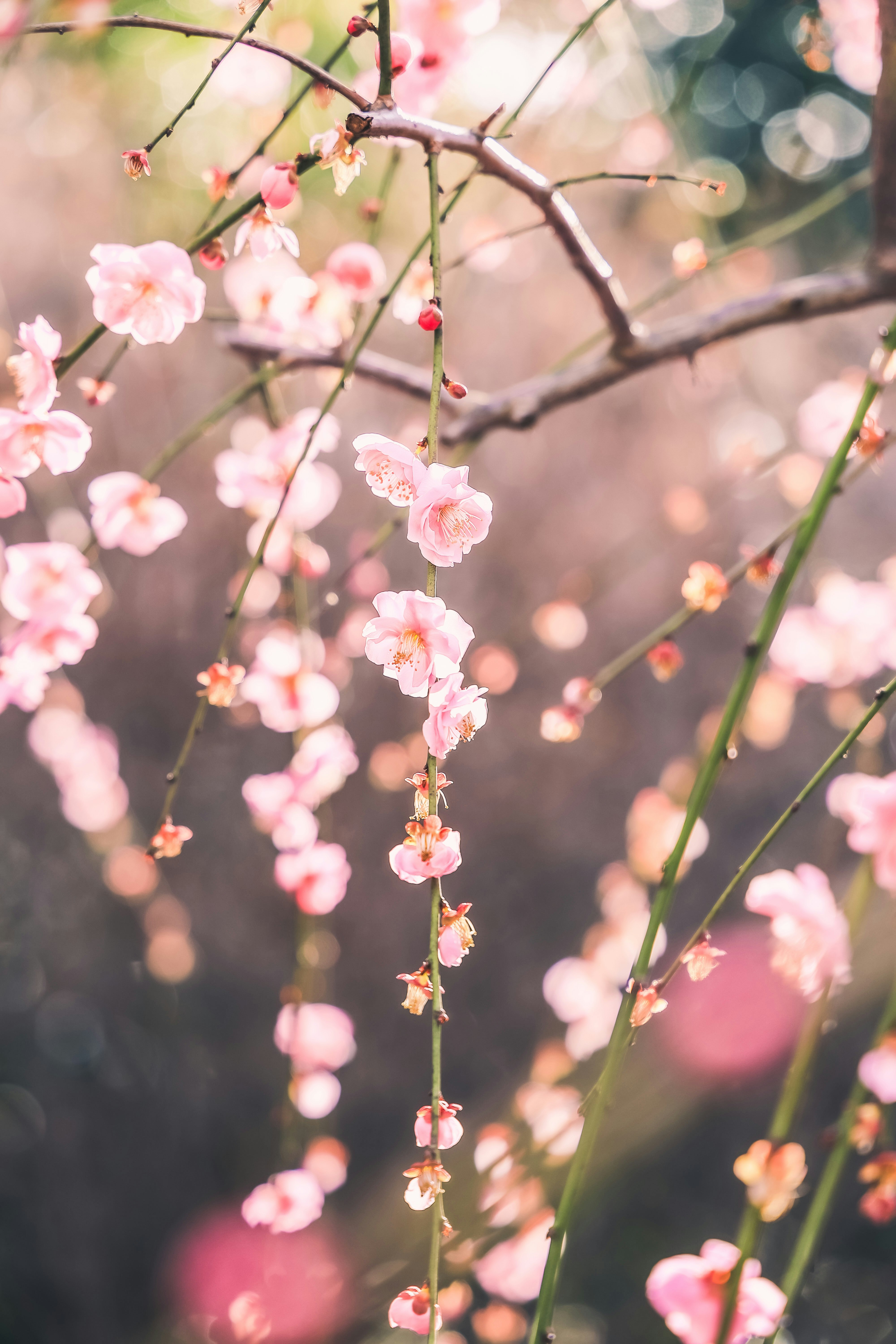 枝に咲く淡いピンクの花とつぼみのクローズアップ