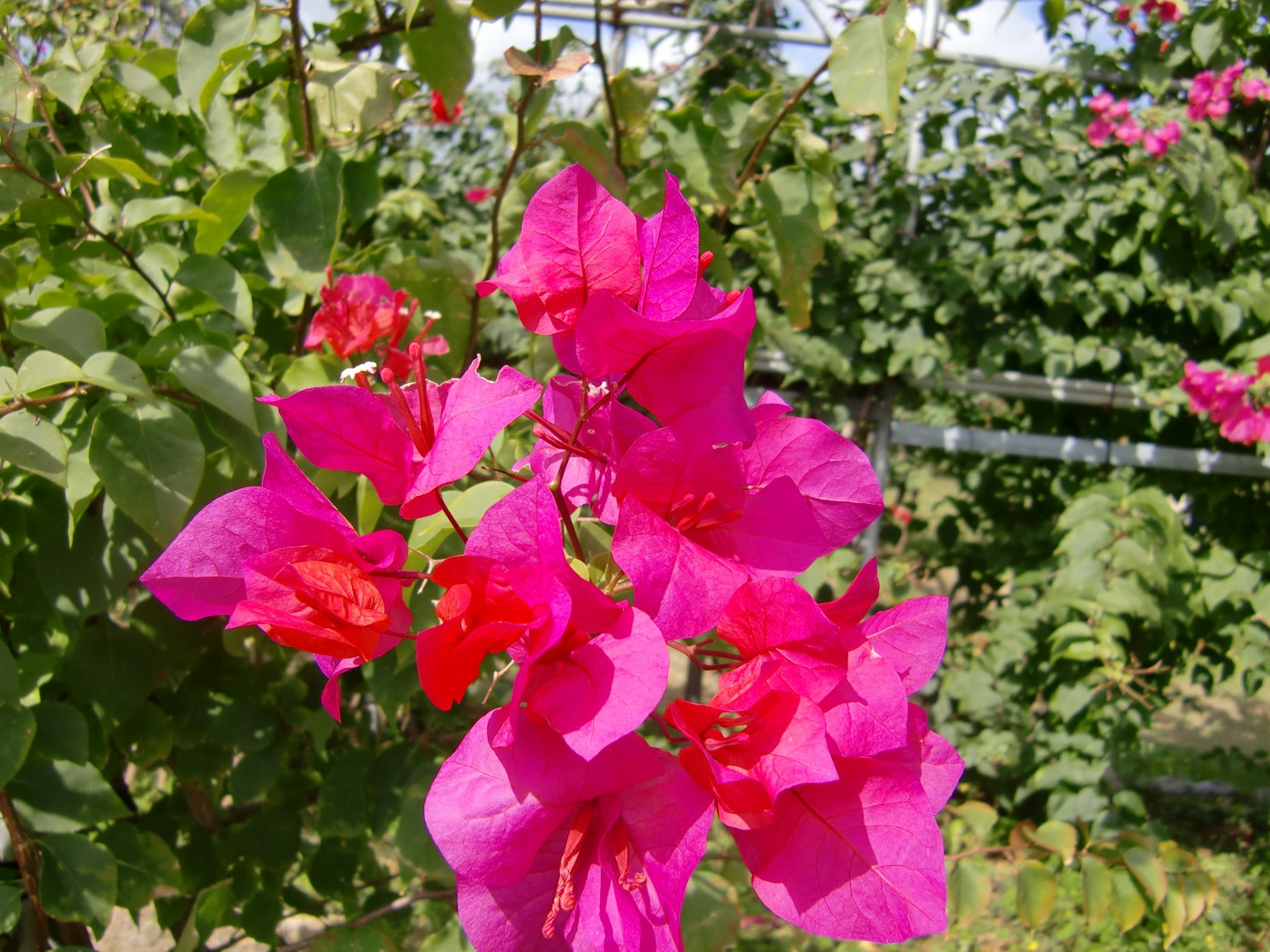 Fiori di bougainvillea rosa vivace in piena fioritura