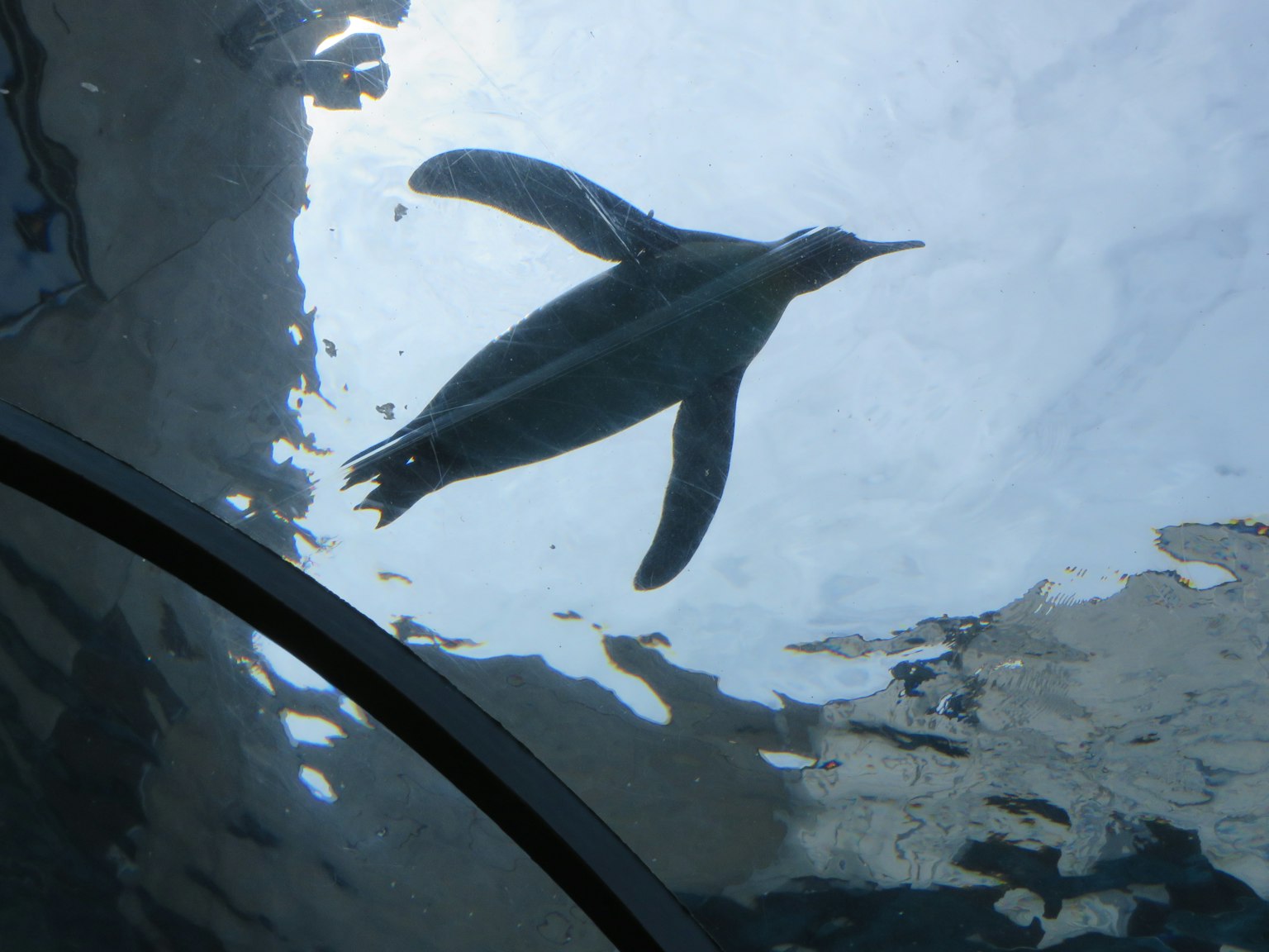 Silhouette of a penguin swimming above a transparent tank